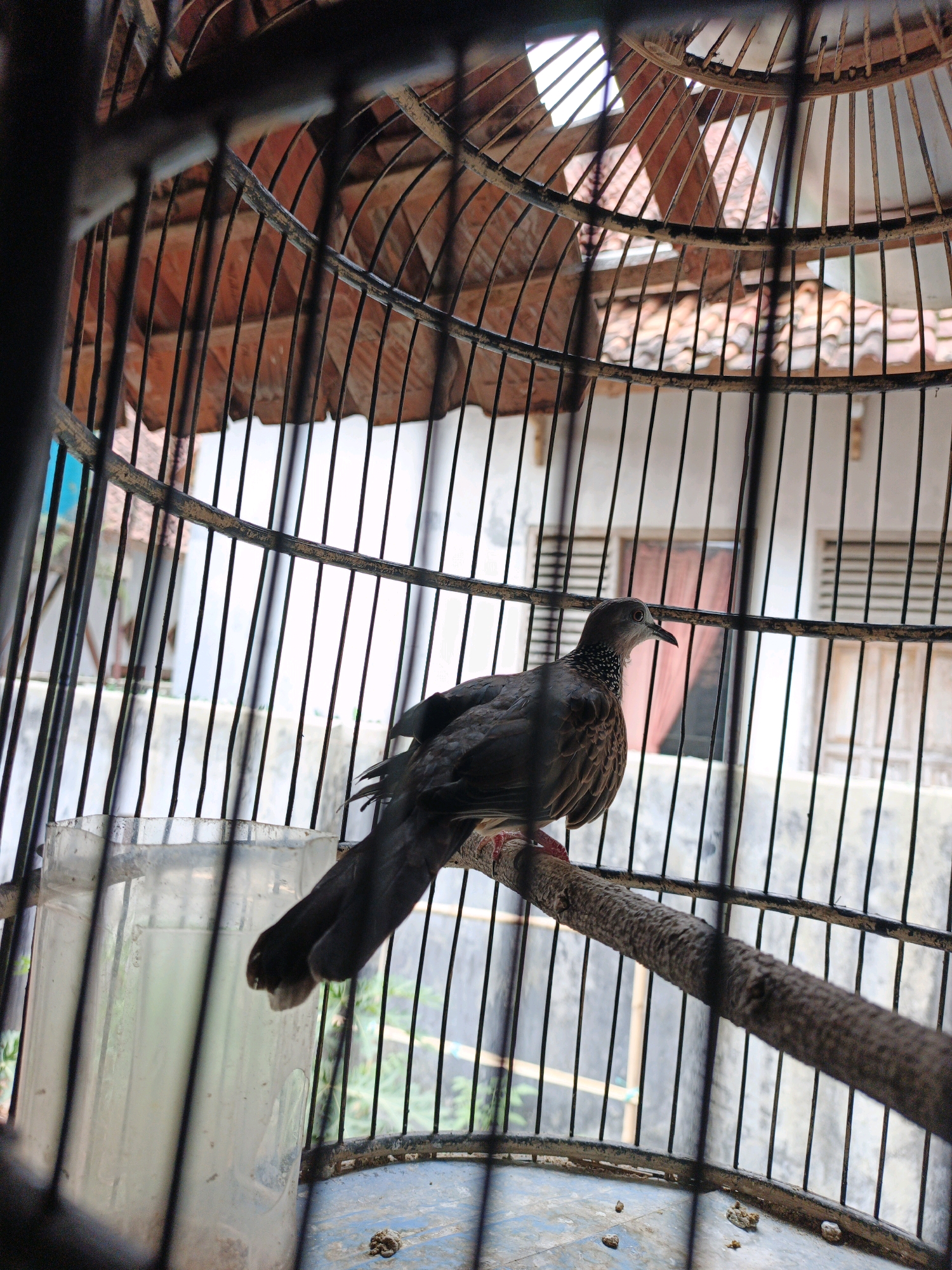 A spotted dove is perched on a branch inside a birdcage. The bird is facing left, with its head turned slightly upwards. Its feathers are dark grey and brown with white spots on its neck. The birdcage is made of black metal bars and has a rounded roof. Through the bars, a building with a tiled roof and windows can be seen in the background. The setting appears to be outdoors, possibly in a residential area in Ciracap, Indonesia. A clear plastic water dispenser is also visible inside the cage.