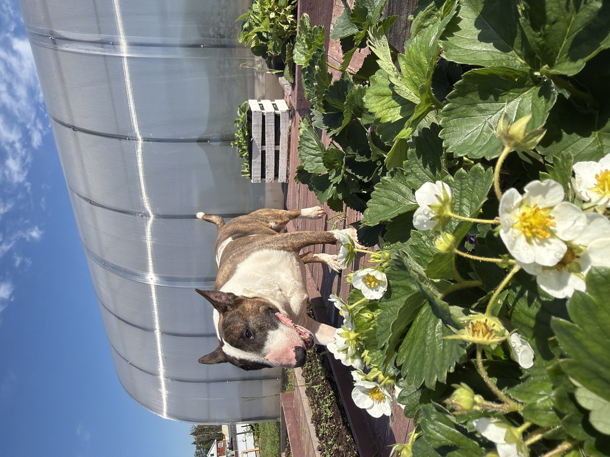 This image captures a bright, sunny outdoor scene, likely in a garden or backyard in Chaikovsky, Russia. The central subject is a brindle and white Bull Terrier dog, lying comfortably on its side on a reddish-brown paved or decked surface. The dog faces the camera, with its mouth slightly open, revealing some teeth.
To the right of the dog, a vibrant cluster of strawberry plants is in full bloom, featuring numerous white flowers with prominent yellow centers and lush green leaves, some showing small water droplets. Behind the dog, in the midground, are raised garden beds, one of which contains a white slatted planter box with green plants growing inside.
The background is dominated by a long, arched greenhouse structure, constructed with translucent, possibly corrugated, panels, under a clear blue sky dotted with scattered white clouds. In the far distance, glimpses of residential buildings and trees can be seen. The strong sunlight casts distinct shadows, indicating a bright and clear day. The overall impression is one of a serene and flourishing garden environment with a relaxed canine companion. There is no visible text in the image.
