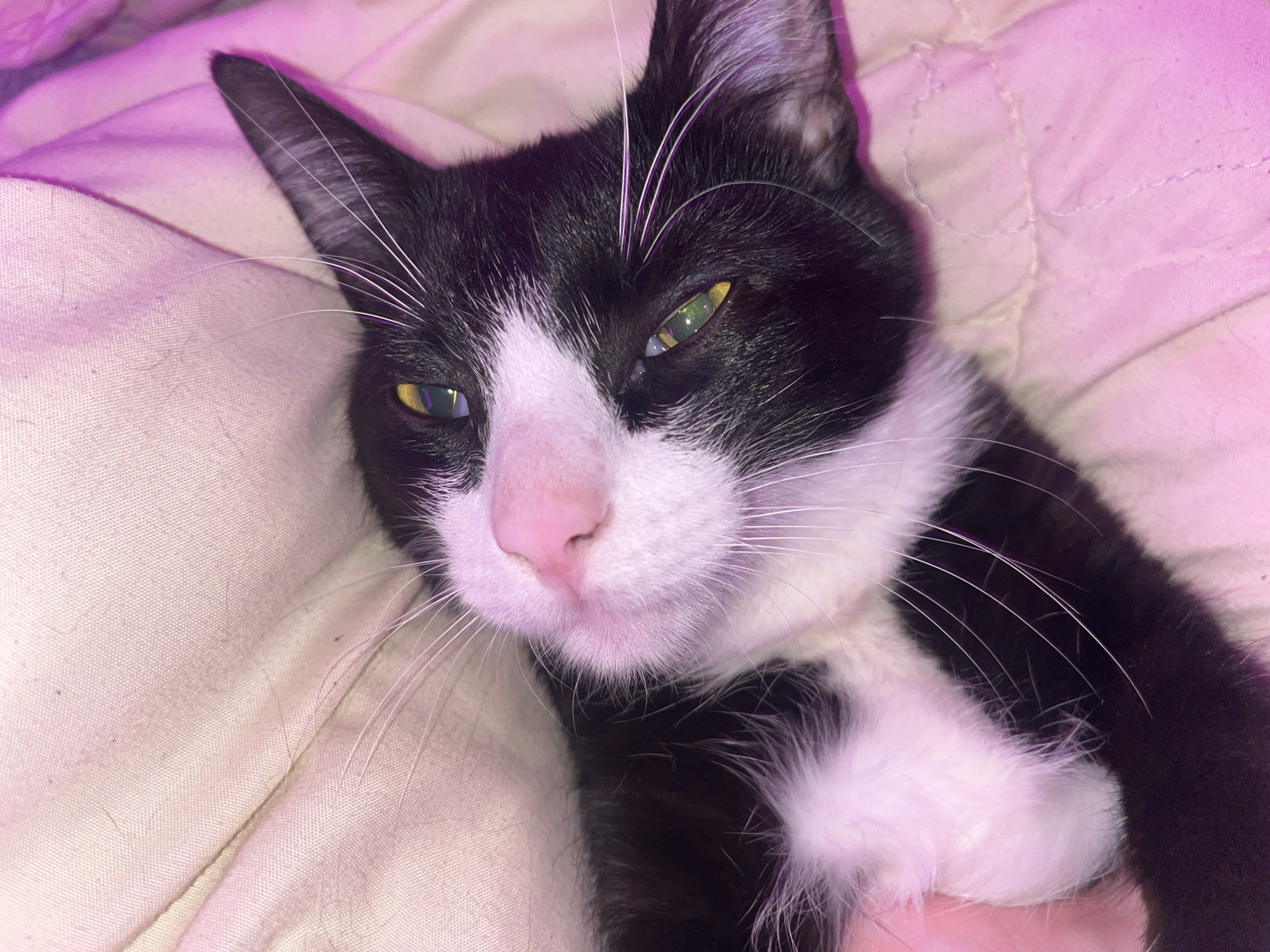 A close-up shot shows a black and white cat with yellow-green eyes lying on a beige fabric surface. The cat has a pink nose and long white whiskers. The lighting appears to be a pinkish-purple hue. There is no indication of the location being Saint Petersburg, Russia. No people are visible. The cat is the primary subject. The cat is lying down.