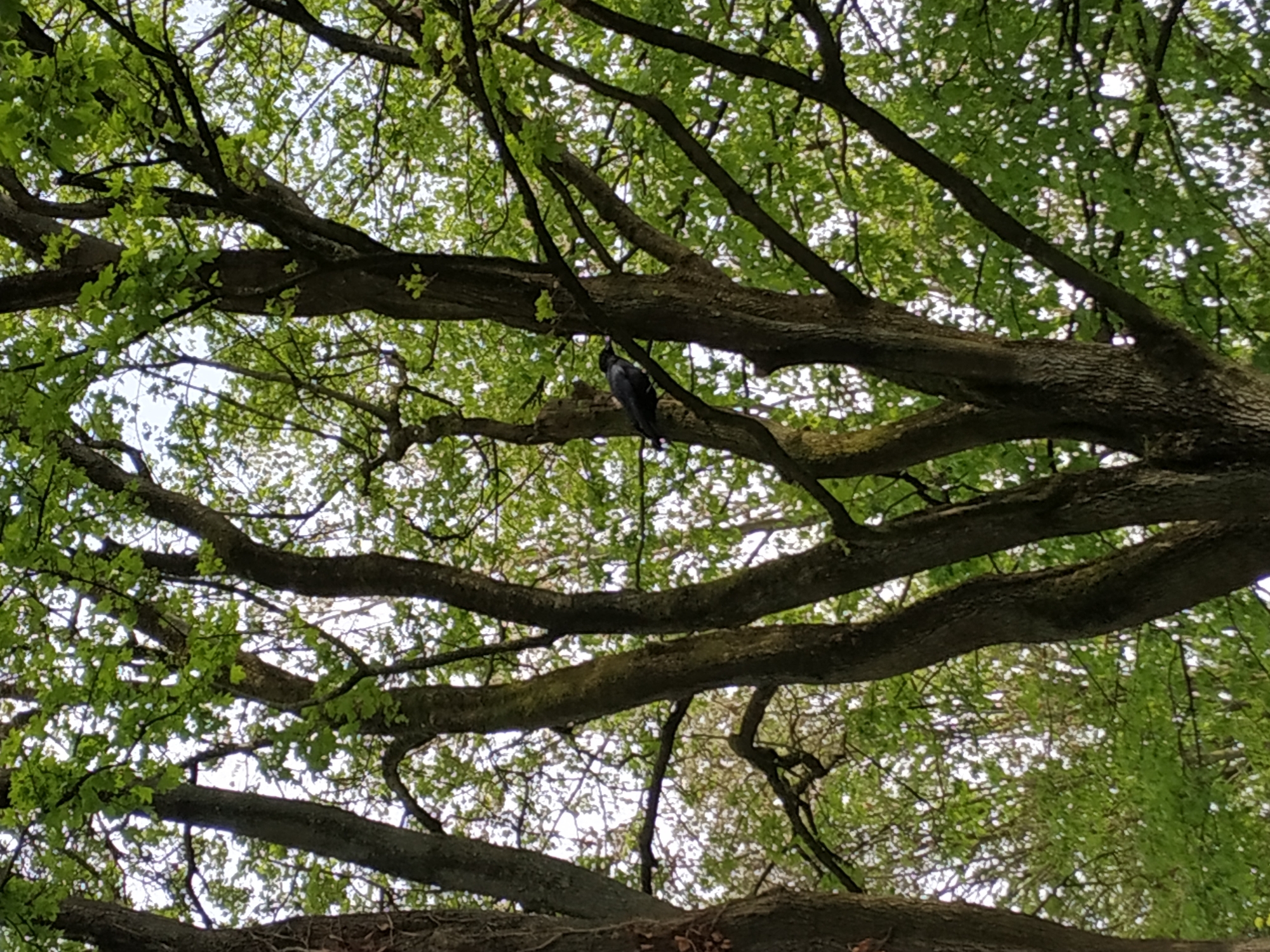 The image shows a view looking up through the branches of a tree towards the sky. The branches are thick and gnarled, with green leaves visible. A black bird is perched on one of the branches. The location is likely in Dortmund, Germany, given the prompt's instructions. The scene conveys a sense of being in a forest or wooded area. The image is taken from a low angle, emphasizing the height and density of the tree canopy.