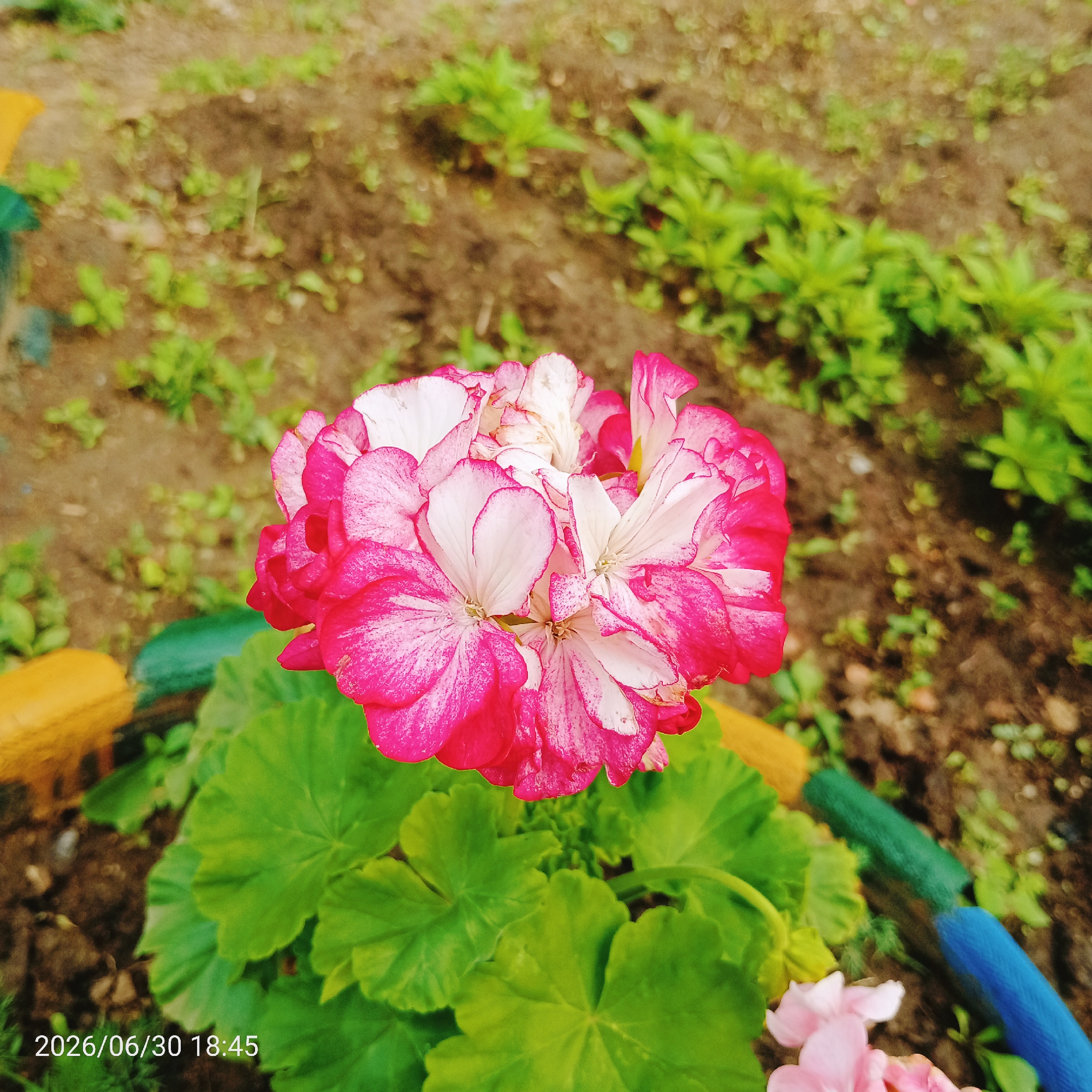 In this close-up, slightly overexposed outdoor shot, a vibrant geranium bloom with pink and white variegated petals takes center stage. The flower is set against a backdrop of earthy brown soil and small green plants, suggesting a garden or park setting. The lower left corner of the image features a faint timestamp: "2026/06/30 18:45." Several brightly colored cylindrical objects—yellow, green, and blue—are partially visible along the bottom edge, possibly part of a garden border or decorative elements. Another less-defined pink flower is visible in the bottom right corner. The scene is static, focusing solely on the floral subject and its immediate surroundings.