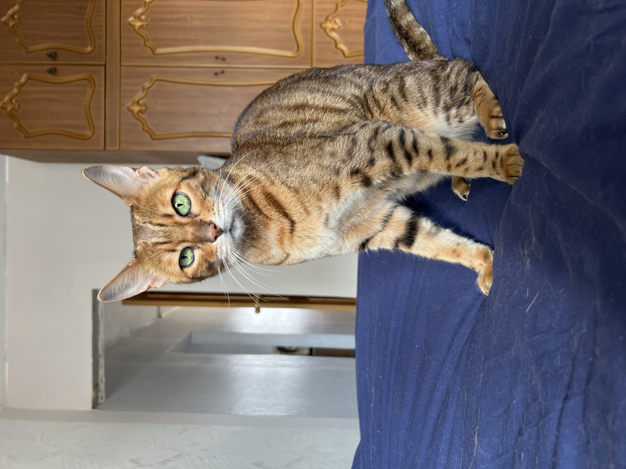 A medium shot depicts a brown and black striped Bengal cat lying on a blue bedspread, looking directly at the viewer. The cat's green eyes are prominent. Behind the cat, a light brown wooden cabinet with decorative molding is visible. To the left of the cabinet, there is a glimpse of a white staircase. The location is indoors, likely a bedroom. There is no evidence to suggest this is in Moscow, Russia.