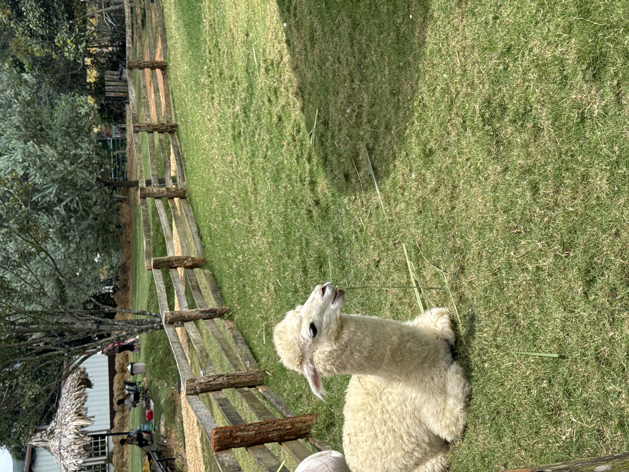 The scene is located in Thôn 5, Vietnam. The image depicts an outdoor, rural environment under bright natural light, casting distinct shadows on the grass.
In the foreground and mid-left, a white, woolly alpaca is lying on vibrant green grass, facing right. Its head is slightly raised, and its mouth is slightly open with a slender blade of grass visible near its tongue. Scattered blades of cut grass are present on the ground around the alpaca. A distinct shadow covers a portion of the grass in the lower-right quadrant.
A rustic wooden fence, composed of multiple horizontal rails and rough-hewn vertical posts, extends across the middle of the frame from the lower-left to the upper-right, separating the immediate foreground from the background.
Beyond the fence, in the mid-background on the left, a light-colored building with a visible window is partially obscured by a thatched-roof hut. In front of the building and hut, two individuals are visible; one is seated at a table with a red bucket nearby, and another is seated further back. A light-colored surface, possibly a dirt or gravel path, is in front of the hut. Stacked bales of hay are visible behind the building.
The background, particularly on the right, is dominated by a dense arrangement of various green trees, forming a natural barrier. Near the fence line and trees on the right, two additional individuals are partially visible, one wearing a hat. The overall setting suggests a managed outdoor space such as a farm or animal park.