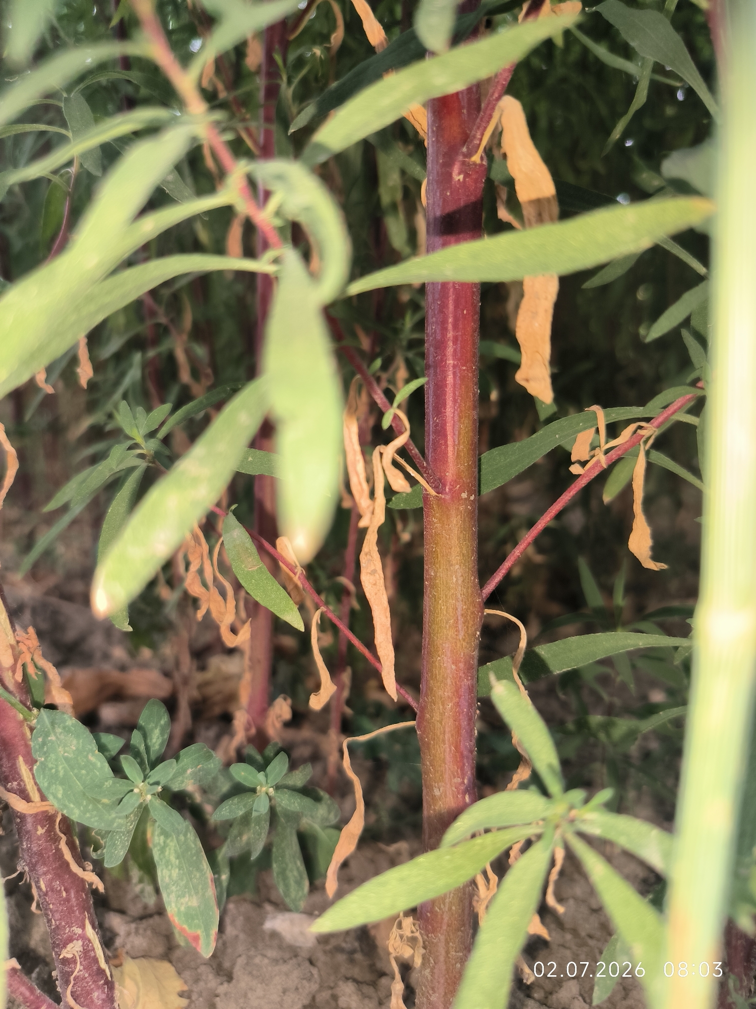 A close-up, vertical shot captures the vibrant, reddish-brown stem of a plant in focus. Its texture is rough and appears slightly woody. Emerging from the stem are delicate, thin red branches. Several long, pale green leaves are visible, some gently curving and others pointing downwards. Among the leaves are elongated, light green seed pods, some appearing closed and others slightly open. Dry, brown leaves are scattered throughout the scene, adding a touch of decay. In the foreground, to the left and lower, are smaller clusters of broad green leaves with speckled patterns and some reddish-brown markings, indicating signs of stress or disease. The ground beneath the plants is a muted, earthy brown, suggesting soil. A date and time stamp in the lower right corner reads "02.07.2026 08:03". The setting appears to be an outdoor agricultural or garden environment in Kattasu, Uzbekistan.