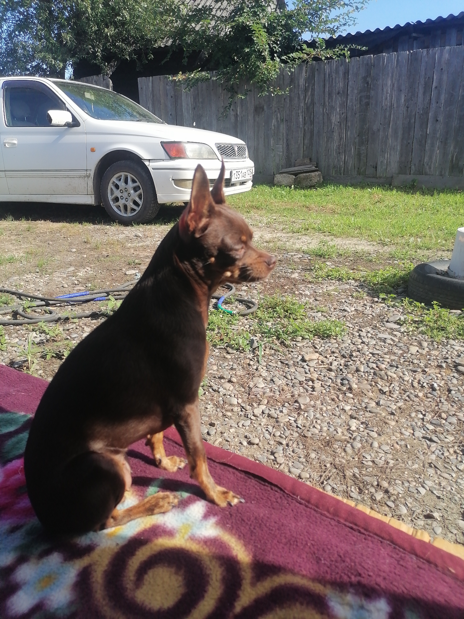 A brown miniature pinscher dog is sitting on a patterned blanket in the foreground of an outdoor scene. The dog is facing to the right, with its head turned slightly to the left. Behind the dog, a white sedan is parked on a gravel surface. A wooden fence runs along the background, with trees and foliage visible above the fence. The scene appears to be a backyard or a rural setting. The location is identified as Novopokrovka, Russia.