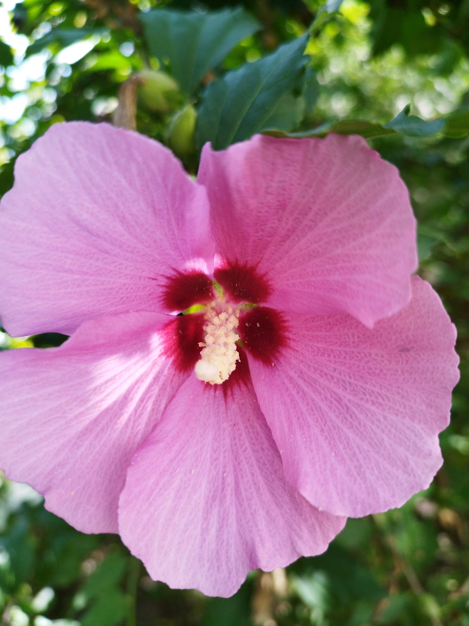This is a close-up, vertical, eye-level, outdoor shot of a single, large, light pink hibiscus flower with a deep red center. The flower is in focus and dominates the frame, with its five petals spread open. The pistil is light yellow and protrudes from the center. The background is softly blurred, showing green leaves and some bright, out-of-focus bokeh lights, suggesting a sunny day. There are no people or animals visible. The scene is natural and appears to be from a garden. There is no specific information to indicate a location in Dnipro, Ukraine.