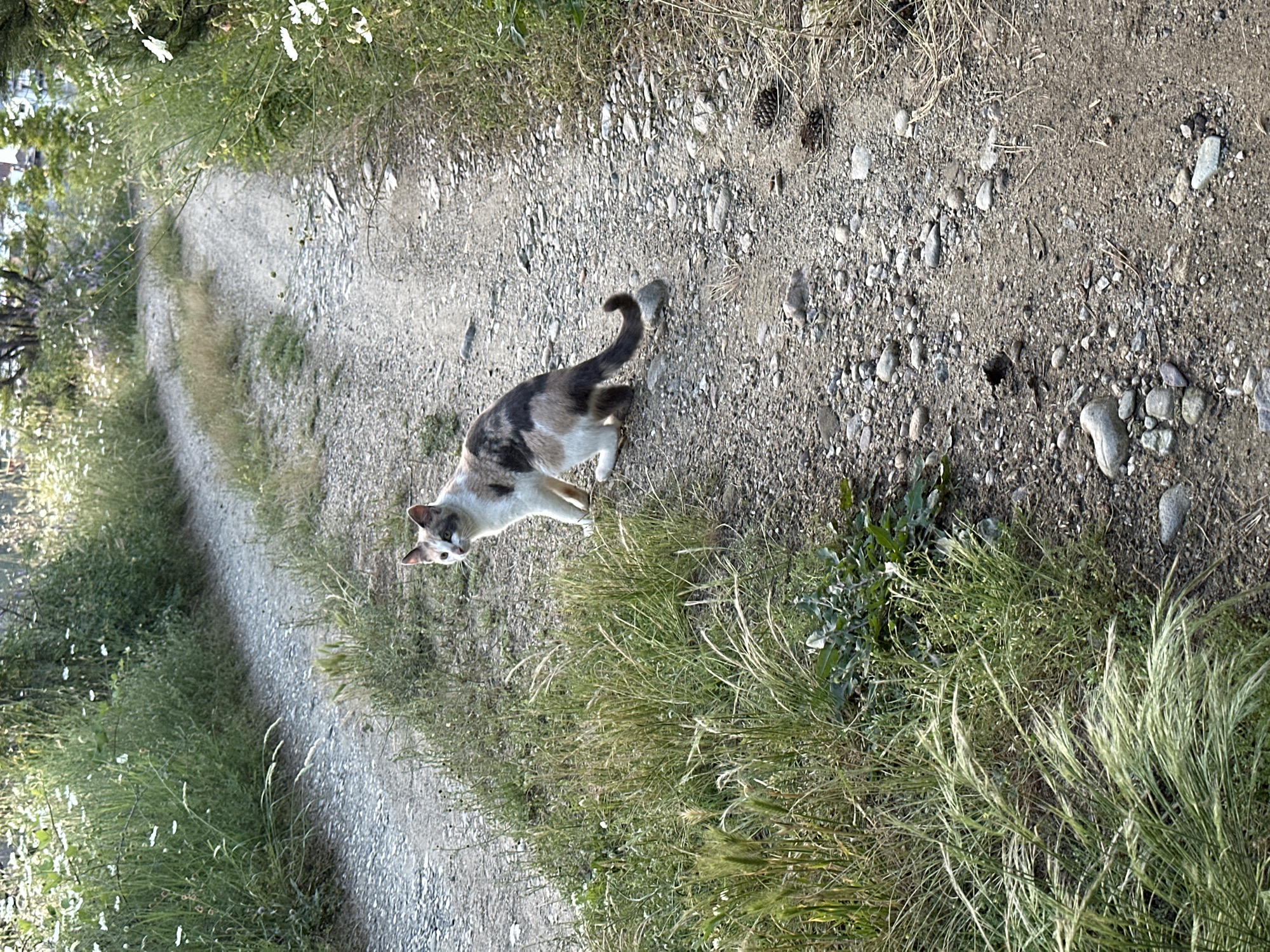 The scene, located in the city of Brosh, Bulgaria, depicts a calico cat positioned on the right side of a winding dirt and gravel path. The cat, exhibiting white, grey/brown, and black patches, is in a crouched posture, with its head turned towards the viewer. Its tail is curled upwards, resting against a small stone on the path. The path itself is composed of compacted earth, various sizes of gravel, and small stones. Lush green vegetation, including grasses with prominent seed heads and small white flowering plants, borders both sides of the pathway. On the immediate right, near the cat, denser clumps of green foliage are present. Further along the right side of the path, two pine cones are visible amongst the gravel. In the background, through the dense foliage, faint architectural structures are discernible, indicating proximity to a developed area. The scene is illuminated by natural daylight. No human presence is observed.