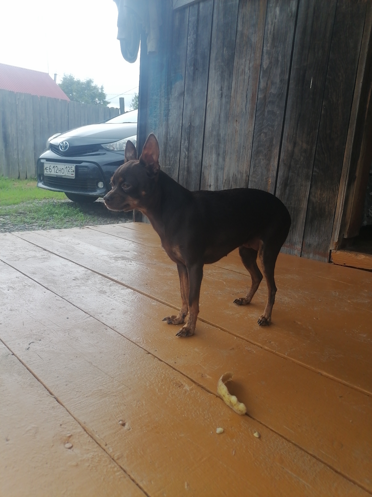A small, dark brown dog stands on a weathered, orange-painted wooden porch. The dog is facing left, its head turned slightly towards the camera. In the background, a dark-colored car with a license plate reading "E612HO 125 RUS" is parked behind a wooden fence. Beyond the fence, a red-roofed building is visible, along with trees and an overcast sky. The porch floor appears wet, suggesting recent rain. A piece of what appears to be partially eaten food is on the porch floor in the foreground. The scene is located in Novopokrovka, Russia.