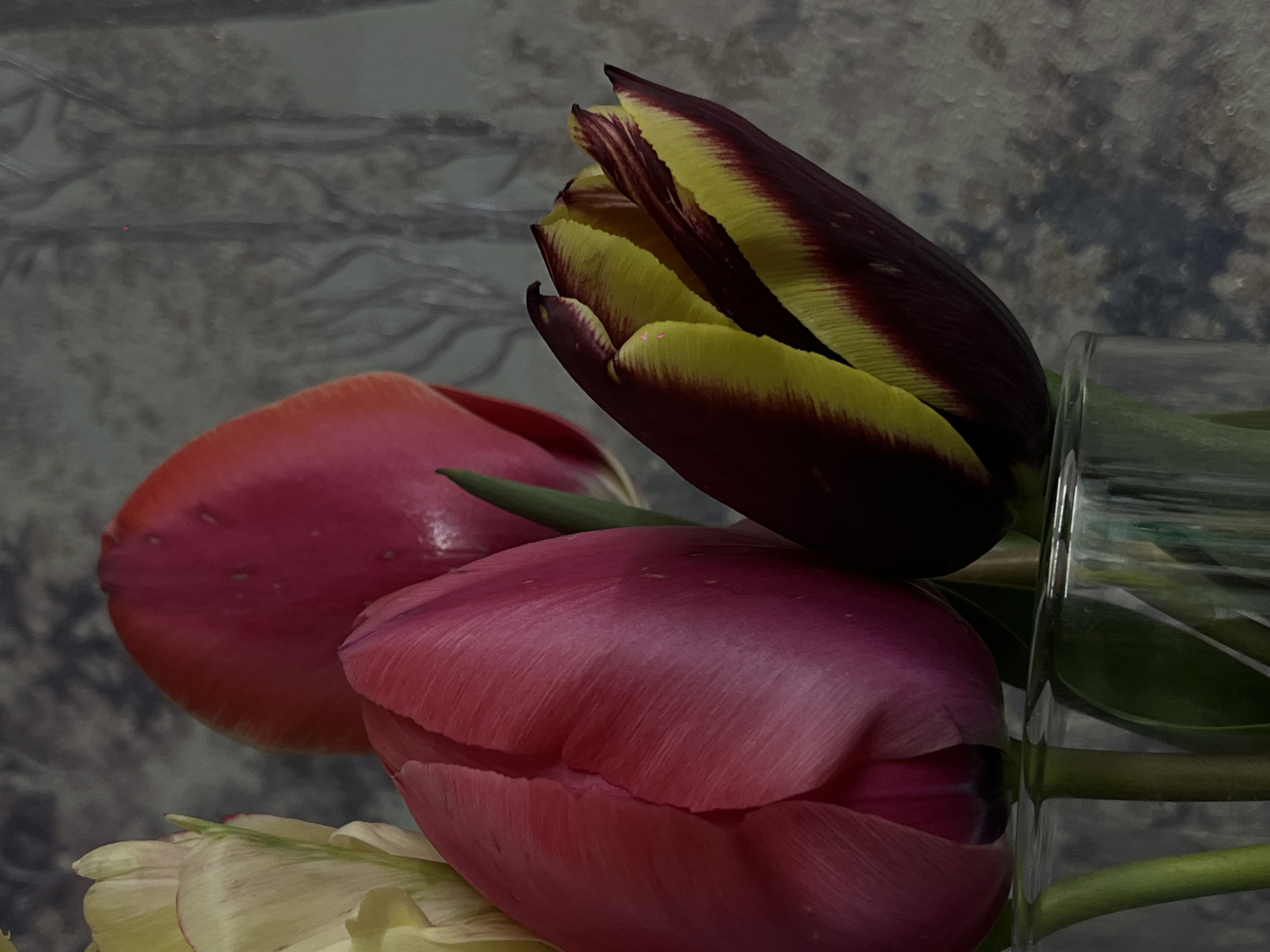 A close-up shot displays three tulips of differing colors in a clear glass vase. The top tulip is a blend of dark burgundy and yellow. Below, one tulip is predominantly red. The third tulip, situated at the bottom, shows hints of yellow and white. The backdrop features an abstract pattern in shades of grey. The location in the city of Novopokrovskaya, Russia is not discernable in the image.