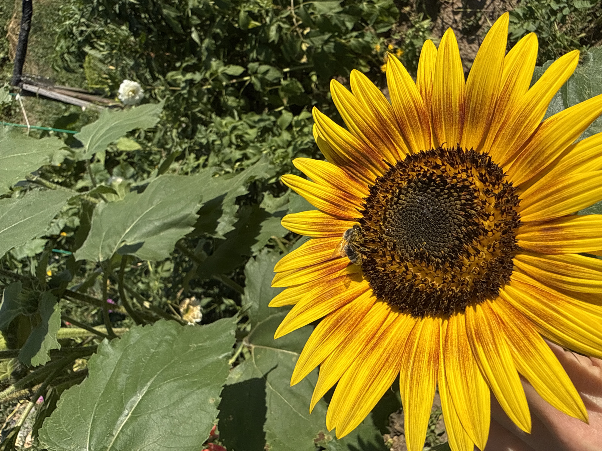A close-up shot captures a bee actively collecting pollen from the center of a vibrant, yellow and orange sunflower. The sunflower's petals are bright yellow with distinct orange streaks radiating from the dark brown center. The background is filled with lush green foliage, suggesting an outdoor garden setting. The image appears to be taken during daylight hours, with the sun casting shadows. There is no discernible urban or Chaikovsky, Russia-specific context.