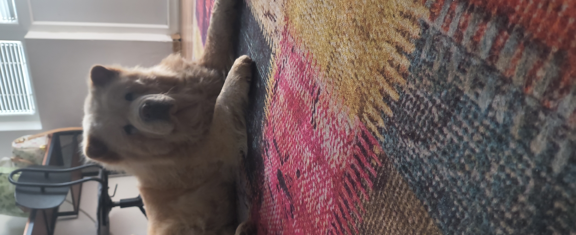 A golden-brown, fluffy Chow Chow dog is partially visible, its paws appearing to clutch at a colorful, patterned textile that is draped or hanging on a surface. The textile has a woven texture and incorporates various colors including red, yellow, and blue. In the background, a light-colored room is visible through the dog's position, including a window with white blinds, a black chair, and a bag resting on a table. The scene does not provide any indication of the city Varna, Bulgaria.