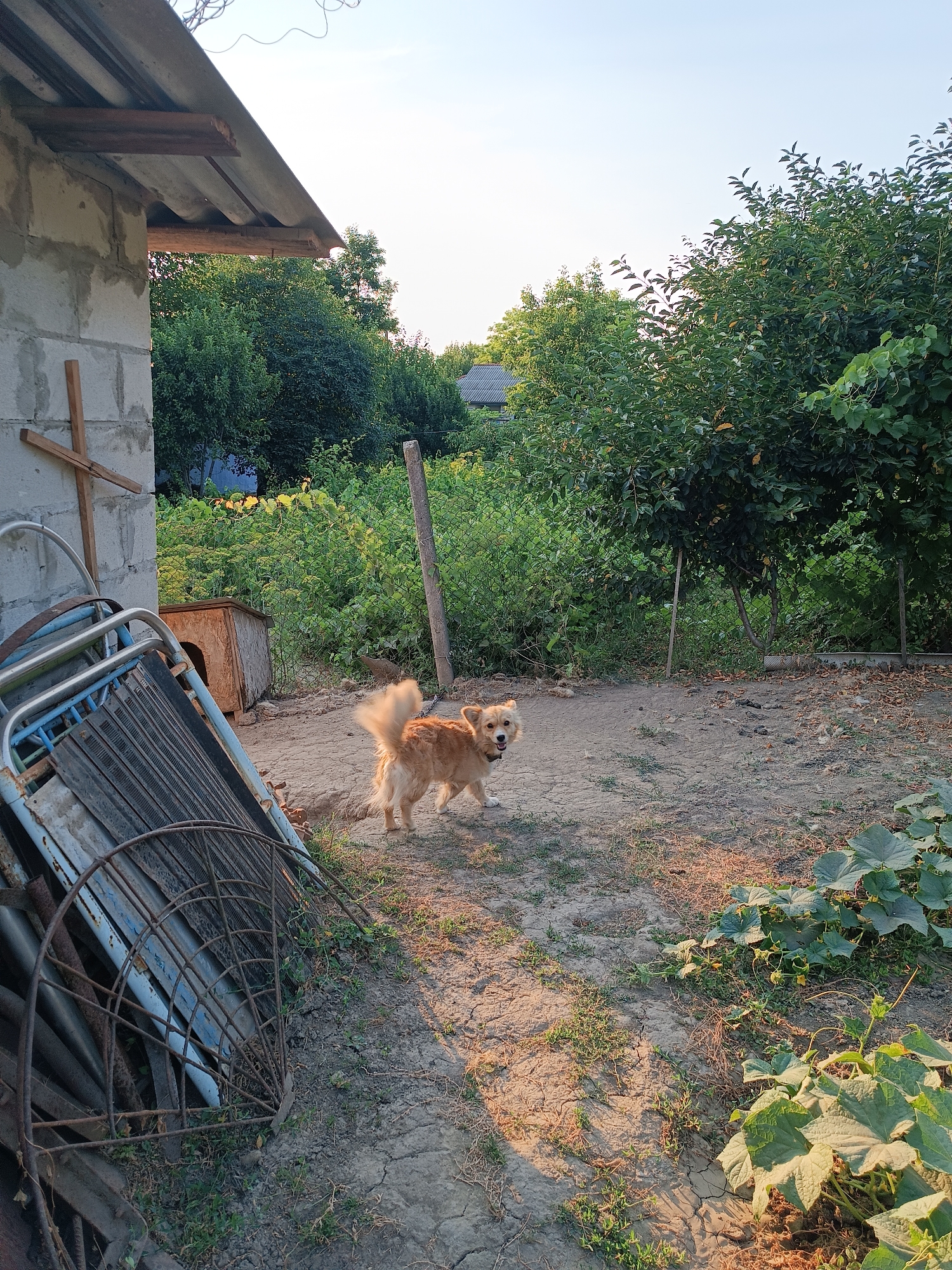 A medium-sized, light brown dog with a bushy tail stands in a dusty yard in Leușeni, Moldova. The dog is facing the camera, with its mouth slightly open. Behind the dog, a small wooden doghouse is visible. To the left of the doghouse, a stack of metal items, including what appears to be a bed frame and wire fencing, are piled up against a cinder block wall. A wooden cross is leaning against the wall. In the background, lush green trees and vegetation create a natural boundary, with a chain-link fence visible in some areas. The sky is clear and bright, indicating a sunny day. The ground is dry and cracked in places, with patches of sparse grass. The overall scene depicts a simple, rural outdoor setting.
