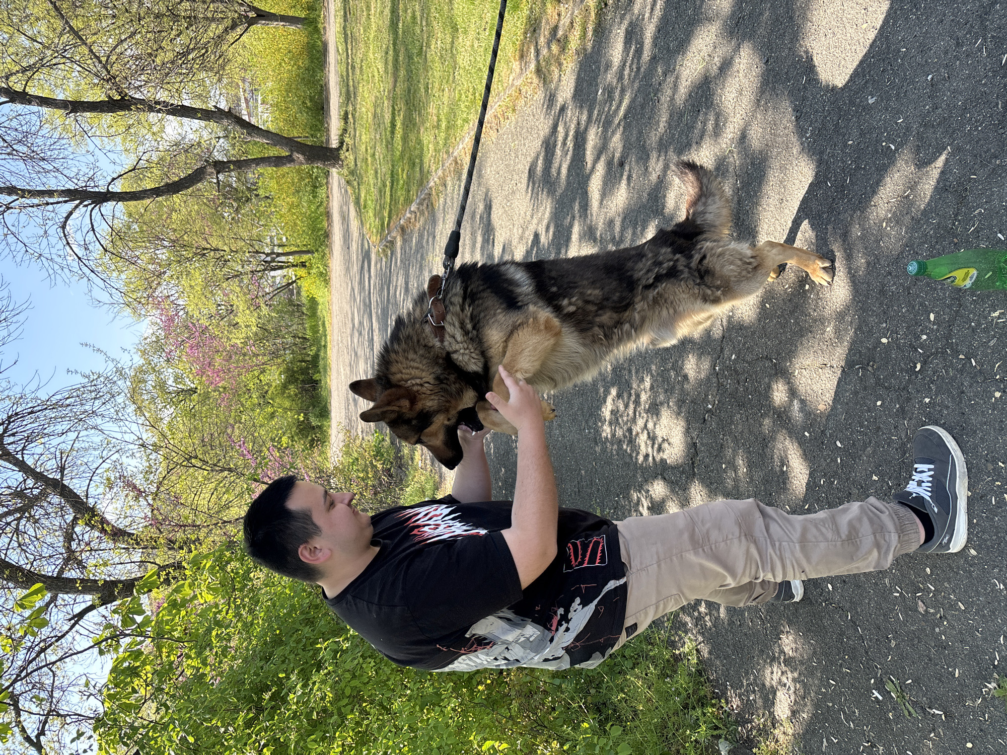 This image captures a lively outdoor scene in Chirpan, Bulgaria, featuring a man and a dog interacting playfully on a bright, sunny day. The man, an adult with short dark hair, is positioned on the left side of the frame, wearing a black t-shirt with a dynamic white, red, and gray graphic design, tan or khaki pants, and dark sneakers with white laces. He is actively engaging with a large German Shepherd-type dog, which has a coat of tan, black, and gray fur. The dog, connected by a leash to a dark collar, is captured in mid-air, standing on its hind legs as the man holds its front paws or chest, suggesting a moment of jumping, playing, or training.
They are standing on a paved path, likely in a park or a recreational area. The environment is rich with natural foliage, including abundant green grass, various trees, and bushes, many displaying fresh spring leaves. In the background, some trees are adorned with vibrant pink blossoms, characteristic of Redbud trees, indicating springtime. A clear blue sky is visible, and strong sunlight casts distinct shadows of trees and other objects across the asphalt path.
On the ground to the right, near the dog's hind leg, a green plastic bottle with a yellow label can be seen. Although partially obscured and blurry, the label appears to feature Cyrillic characters, possibly suggesting "ШУМЕНСКО," a Bulgarian brand, which aligns with the location context of Chirpan, Bulgaria. The graphic design on the man's t-shirt is stylized and does not show clearly legible text. The image conveys a sense of joyful activity and companionship in a pleasant, natural setting.