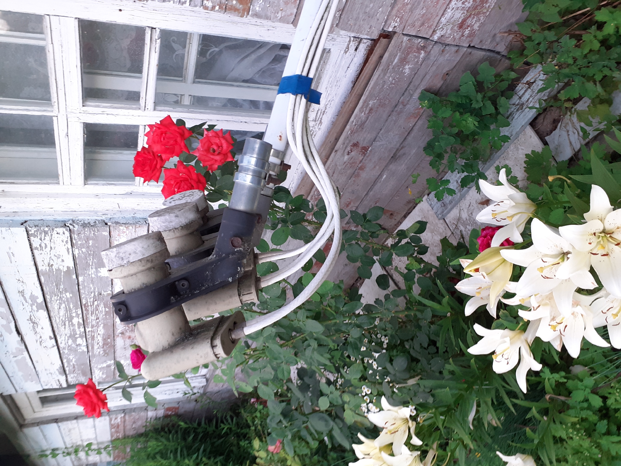 The image depicts a close-up view of a satellite dish converter with multiple LNBs (Low-Noise Block downconverters) mounted on a weathered wooden wall of a building. Red roses and white lilies are blooming in the foreground, with green foliage surrounding them. A white window frame with multiple panes is visible in the background. The building appears to be a rural or older structure, with peeling paint on the wooden siding. The scene is set outdoors, with natural light illuminating the area. The image does not contain any people or animals. The location is identified as Deremezna, Ukraine.