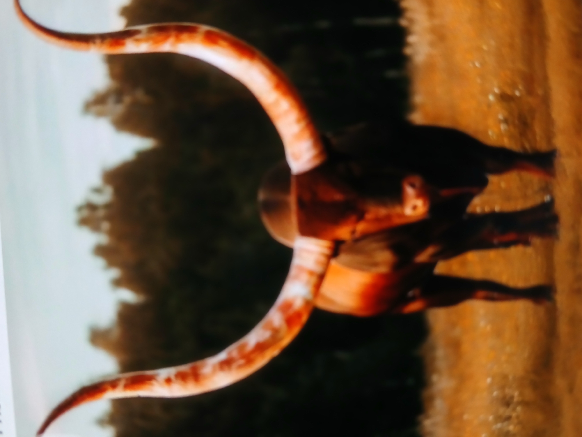 The image depicts a Texas Longhorn bull standing in a field. The bull has very large, curved horns. The background consists of trees and a field of dry grass. The setting does not appear to be in Bengaluru, India, as the vegetation and animal are not typical for an urban environment.