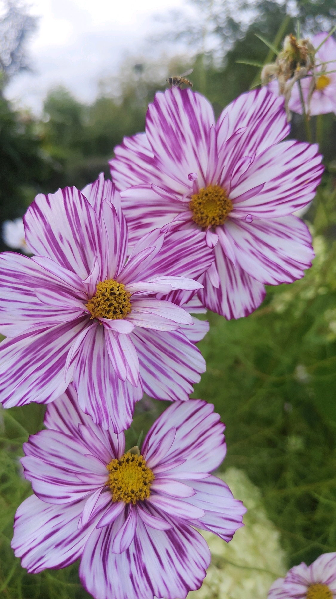 A close-up, vertical photograph captures three striped cosmos flowers, predominantly white with vibrant purple streaks, in full bloom. The foreground is dominated by the largest flower, centered and facing the viewer, with its yellow stamen clearly visible. To the left and slightly above, another flower of similar size and pattern is partially visible. The third flower, smaller and further back, is on the right side of the frame. A tiny insect, possibly a hoverfly, rests on one of the petals of the top right flower. The background consists of soft-focus green foliage and a bright, overcast sky. No specific location in Krasnoyarsk, Russia, can be identified from the image.