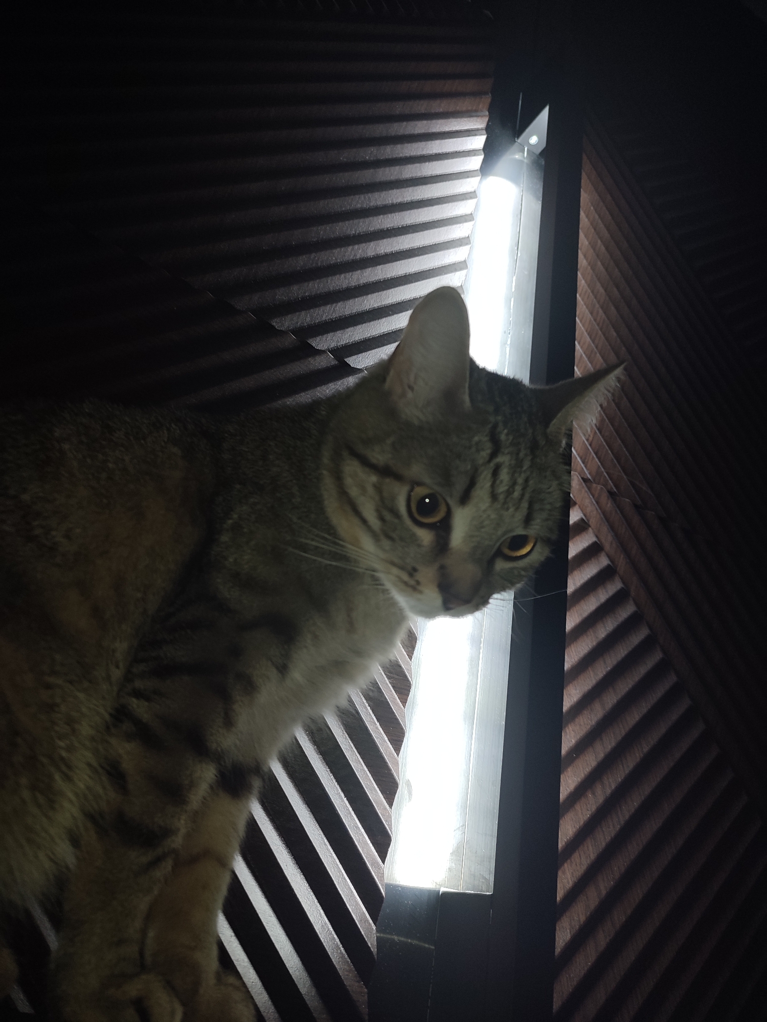 A tabby cat with yellow eyes is perched on a ledge or shelf in front of a window. The window is illuminated by a bright light source. The background consists of dark, wooden blinds or slats. The cat is looking down, its body angled toward the left. No information is available to determine the location of the city of Chaikovsky, Russia.