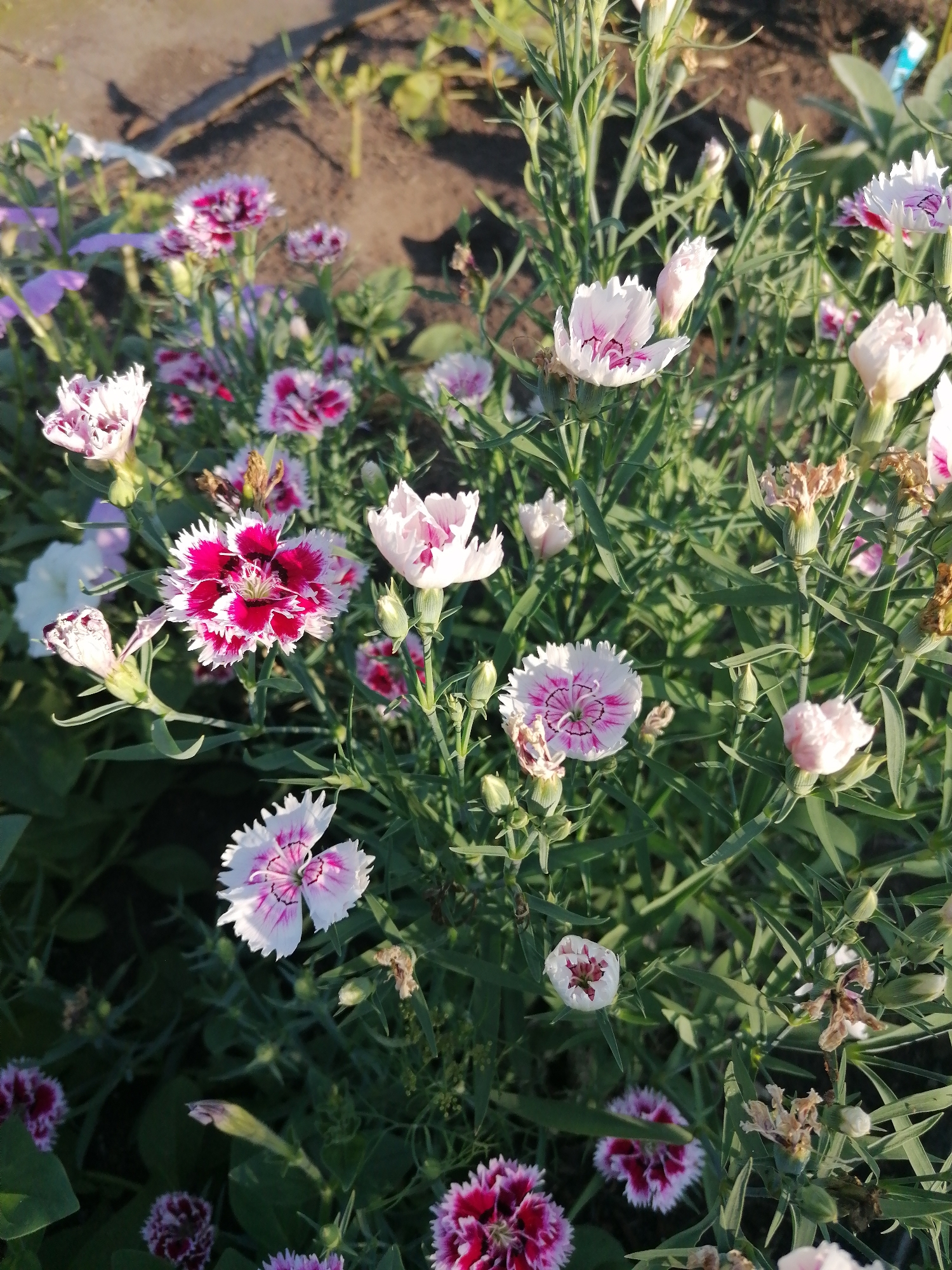 The image shows a close-up, eye-level view of a garden bed filled with dianthus flowers. The flowers are in various stages of bloom, with some fully open and others still in bud. They are predominantly white with pink or deep red centers, and many have fringed petals. The leaves are a deep green and slender. The background consists of dark soil with some dry, brown plant debris, and out-of-focus greenery. The lighting suggests it is daytime, with sunlight illuminating the flowers. The scene is outdoors in a garden setting. The location is identified as Мыльниково, Russia. There are no people or animals visible in the image.