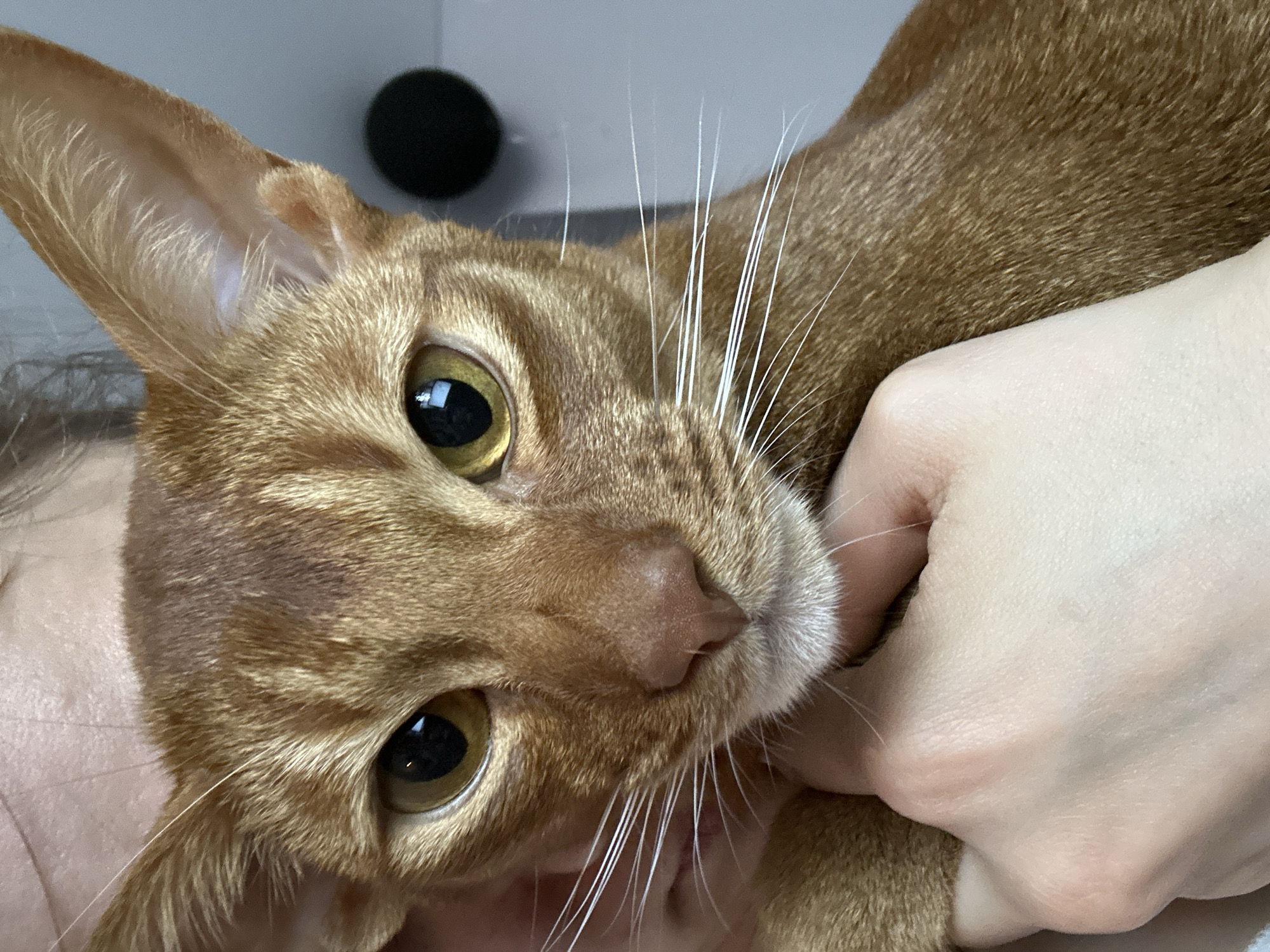 An eye-level close-up shot depicts an orange tabby cat being held by a person. The cat's face is the primary subject, featuring large, gold-colored eyes. The cat is held in someone's hand, which is visible in the right corner of the shot. The background is slightly blurred and out of focus but appears to be a light-colored wall. A black sphere is on the wall and is out of focus. The overall composition focuses on the cat's face and the interaction with the person's hand. There is no indication of the location in the city of Kazan, Russia, or any identifiable landmarks.