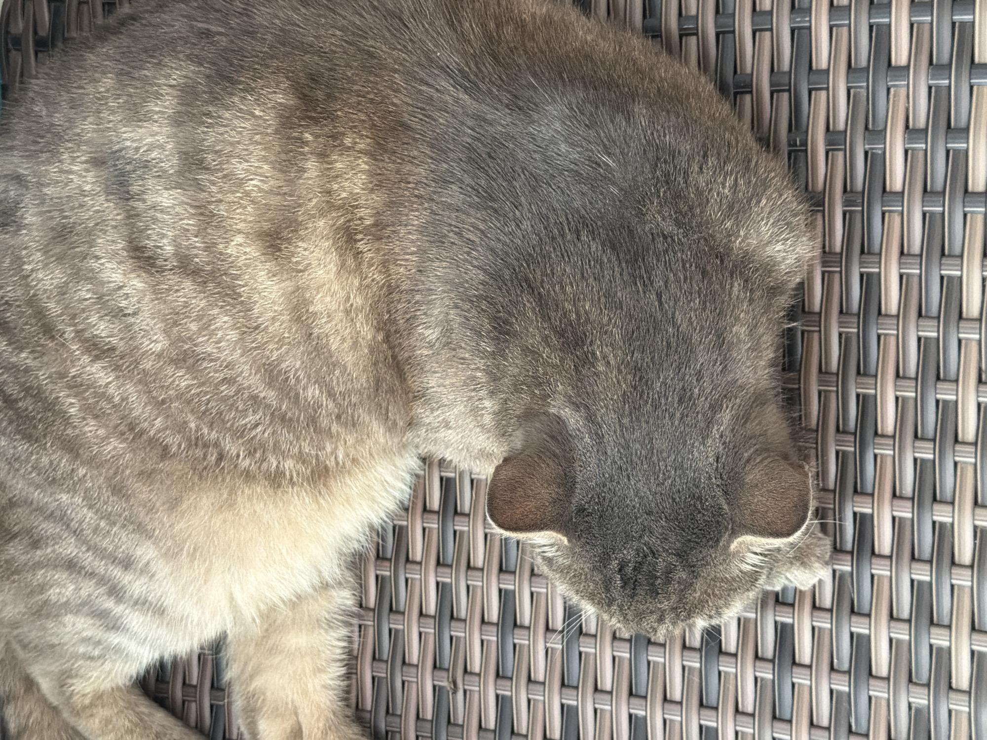 A close-up, overhead shot captures a tabby cat lying on a brown and grey woven outdoor chair. The cat's fur is a mix of grey and tan, with darker tabby stripes visible on its back. Its head is turned downwards, with one ear visible and the other tucked under its body. The woven pattern of the chair is prominent in the foreground and background. The scene appears to be outdoors, possibly on a balcony or patio. The image does not contain any information or context related to the city of Prosena, Bulgaria.