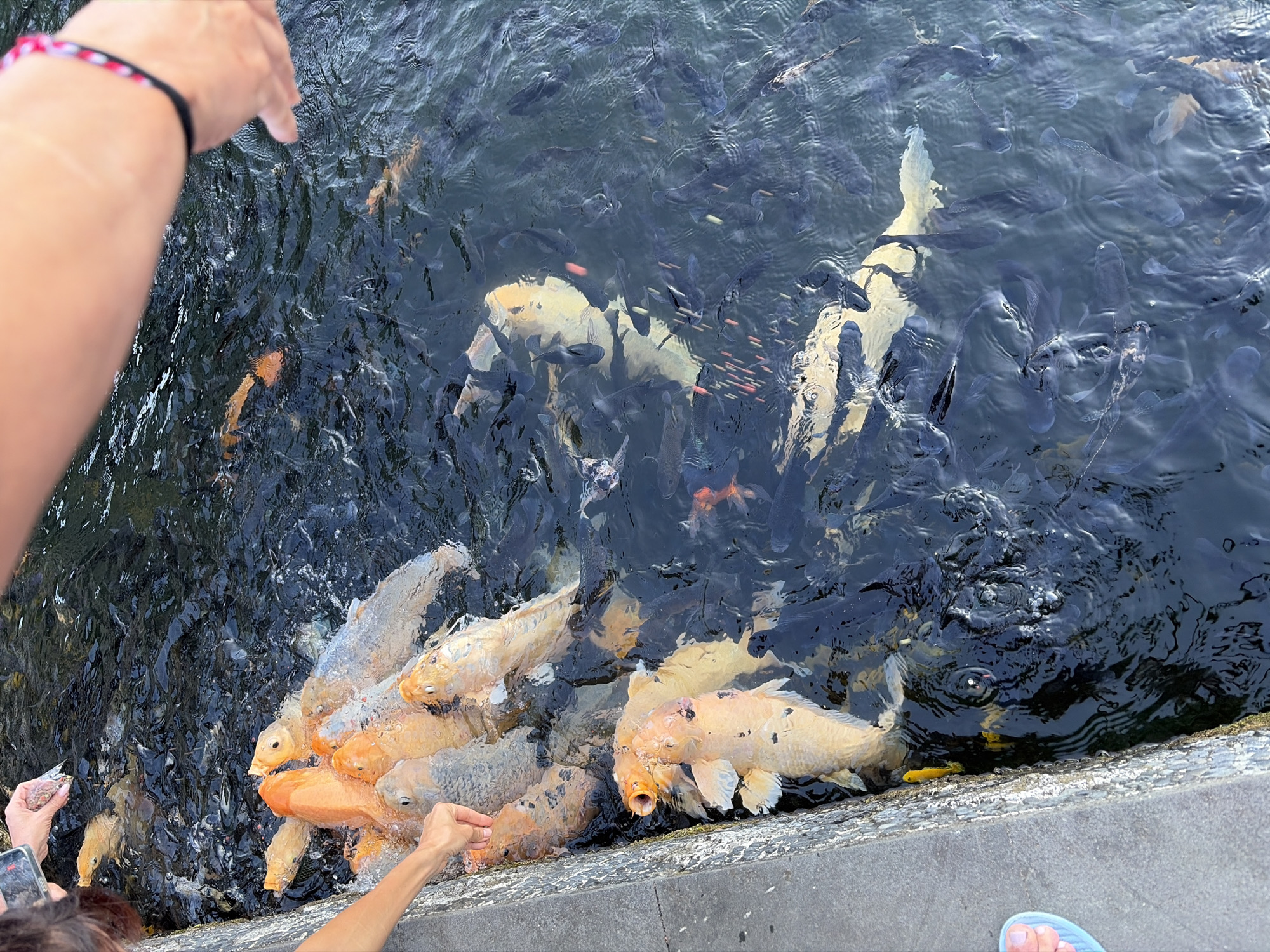 The image depicts a group of people feeding koi fish in a pond located in Abang, Indonesia. The pond's water is dark and reflects the sunlight. Several large, colorful koi fish, primarily orange and white, are swimming near the surface, actively seeking food. Hands are visible in the frame, holding out food for the fish. The scene suggests a tourist attraction or a serene natural setting where visitors can interact with the aquatic life.