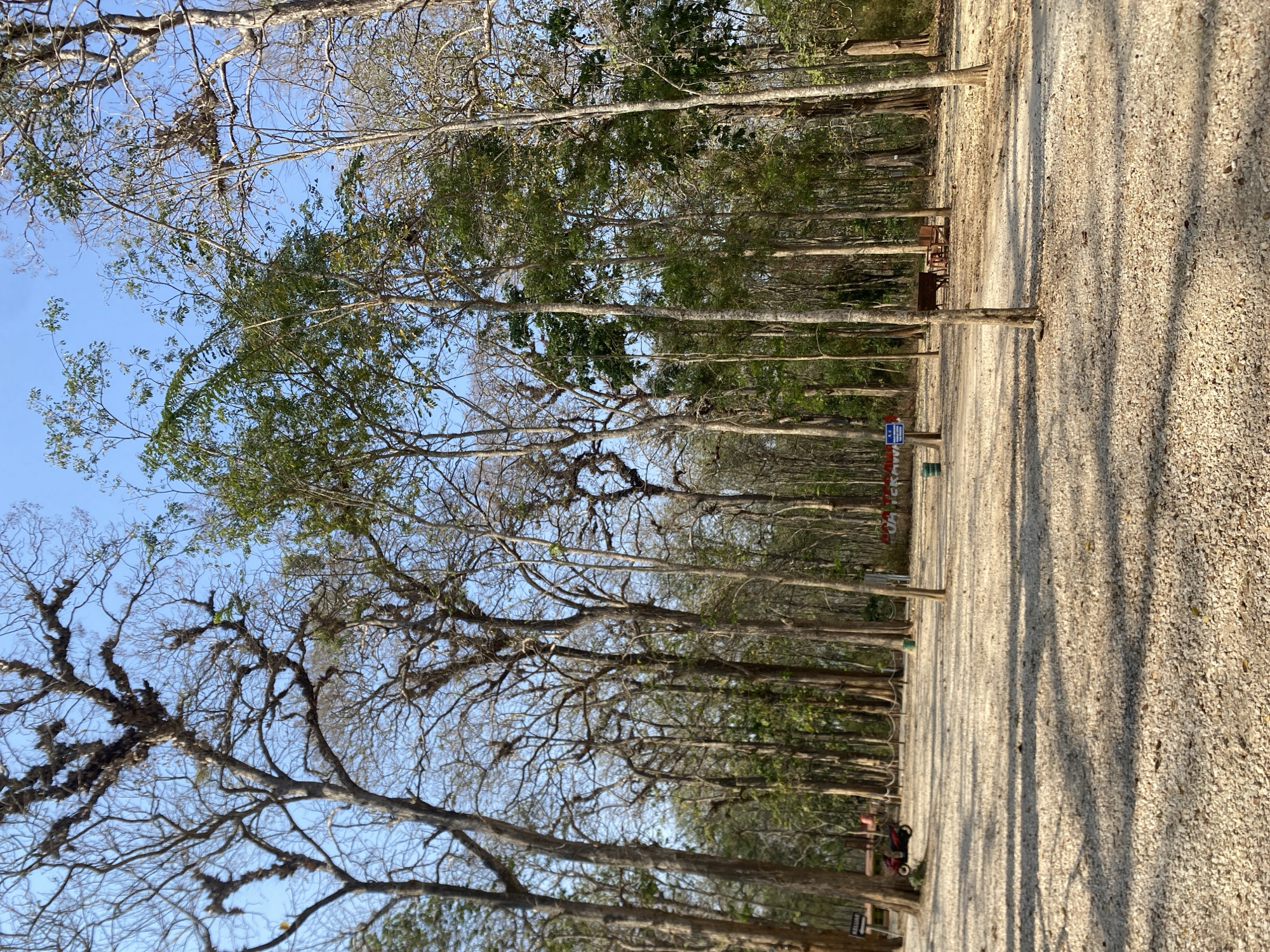 A ground-level, medium shot captures a sun-dappled forest clearing in an outdoor location, possibly a park or wildlife sanctuary. The ground is covered with light-colored gravel, and numerous trees, predominantly deciduous with some evergreen foliage interspersed, rise towards a clear blue sky. Sunlight casts distinct shadows across the gravel. In the background, a red motorcycle is parked to the left, and a small picnic area with wooden tables and chairs is situated towards the center. A blue sign is visible near the picnic area, and a green trash bin is positioned further left. The overall atmosphere suggests a tranquil, natural setting.