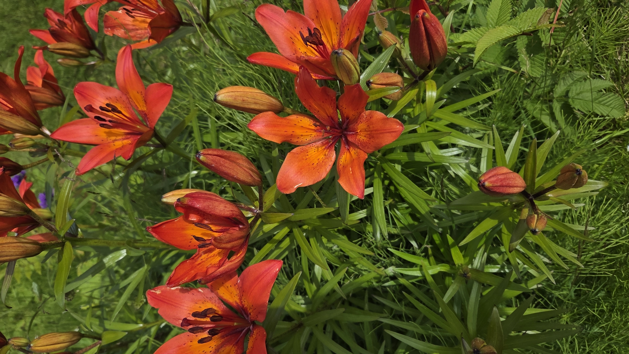 The image shows a cluster of vibrant orange lilies in bloom, with some buds also visible. The flowers are the primary subject, with their petals unfurling to reveal dark stamens speckled with orange. They are surrounded by lush, green foliage, suggesting a natural outdoor setting. The lighting suggests it is daytime, likely with bright sunshine, as indicated by the highlights on the petals and leaves. The overall scene evokes a feeling of summer and natural beauty. The location is specified as Tynset, Norway, which provides context for the type of flora and environment. There is no visible text in the image.