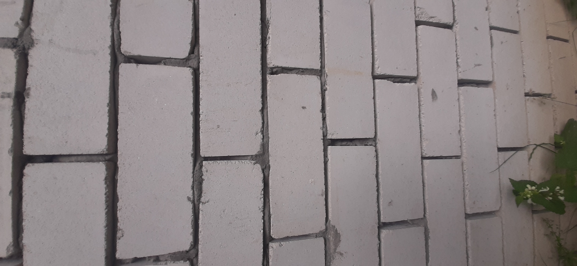 The image shows a close-up of a light gray brick wall. The bricks are laid in a standard running bond pattern with dark gray mortar between them. The wall appears to be outdoors, as evidenced by the presence of some greenery and dirt at the bottom of the frame. A small plant with white flowers is growing at the base of the wall. There are no people or visible actions taking place. The scene is static and focused on the texture and structure of the brickwork. It is impossible to determine the exact location in Yessentukskaya, Russia from the image alone, as it is a generic outdoor scene.