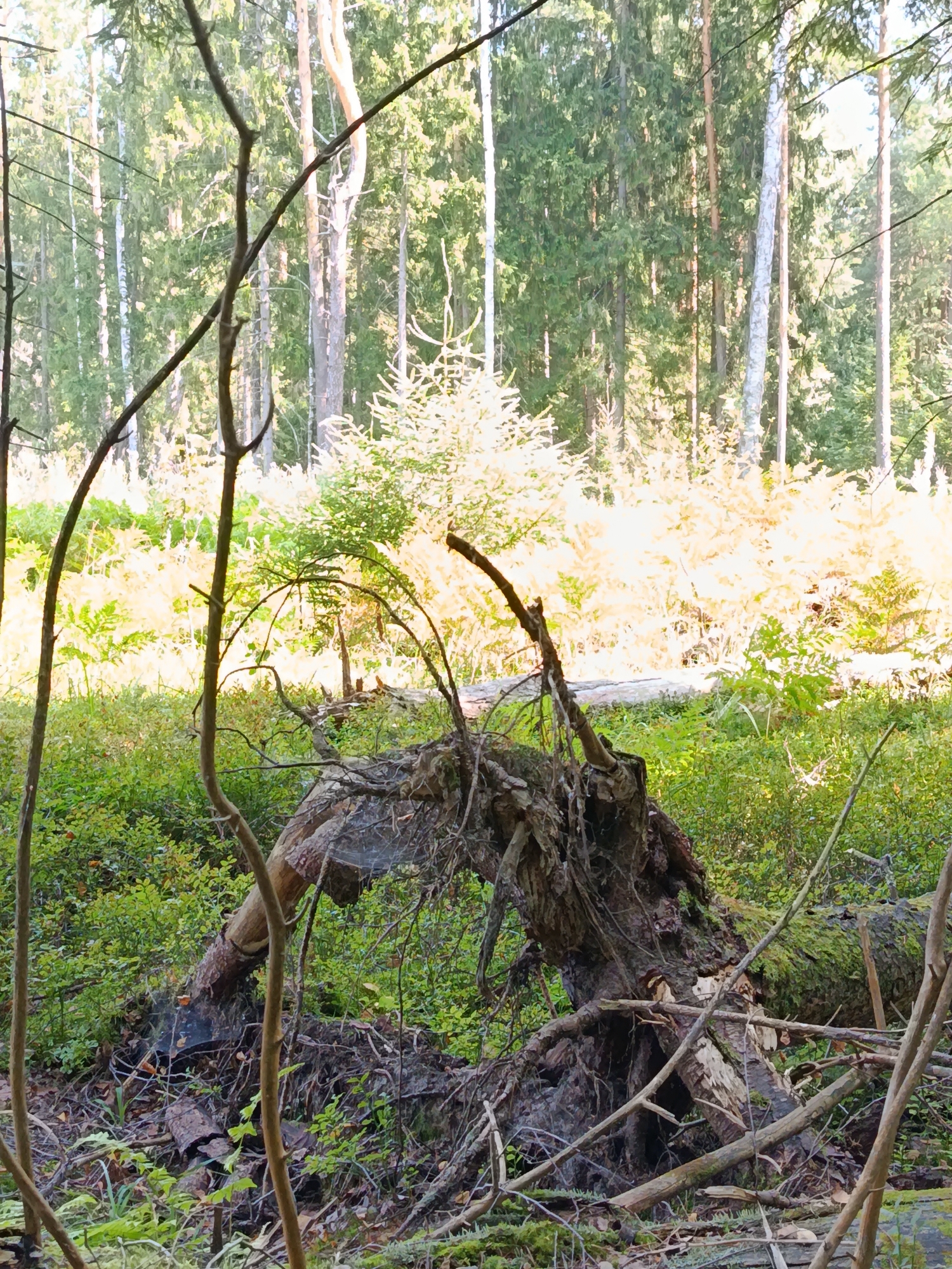The image depicts a fallen tree with exposed roots in a forest environment. The tree is lying on the ground amidst dense green undergrowth and moss. The background consists of tall trees, suggesting a wooded area. There are no people visible in the image, and no actions or interactions are taking place. The scene is a natural forest landscape, likely in the vicinity of Бордуки, Russia, given the context provided, with a focus on the fallen tree as the central subject.