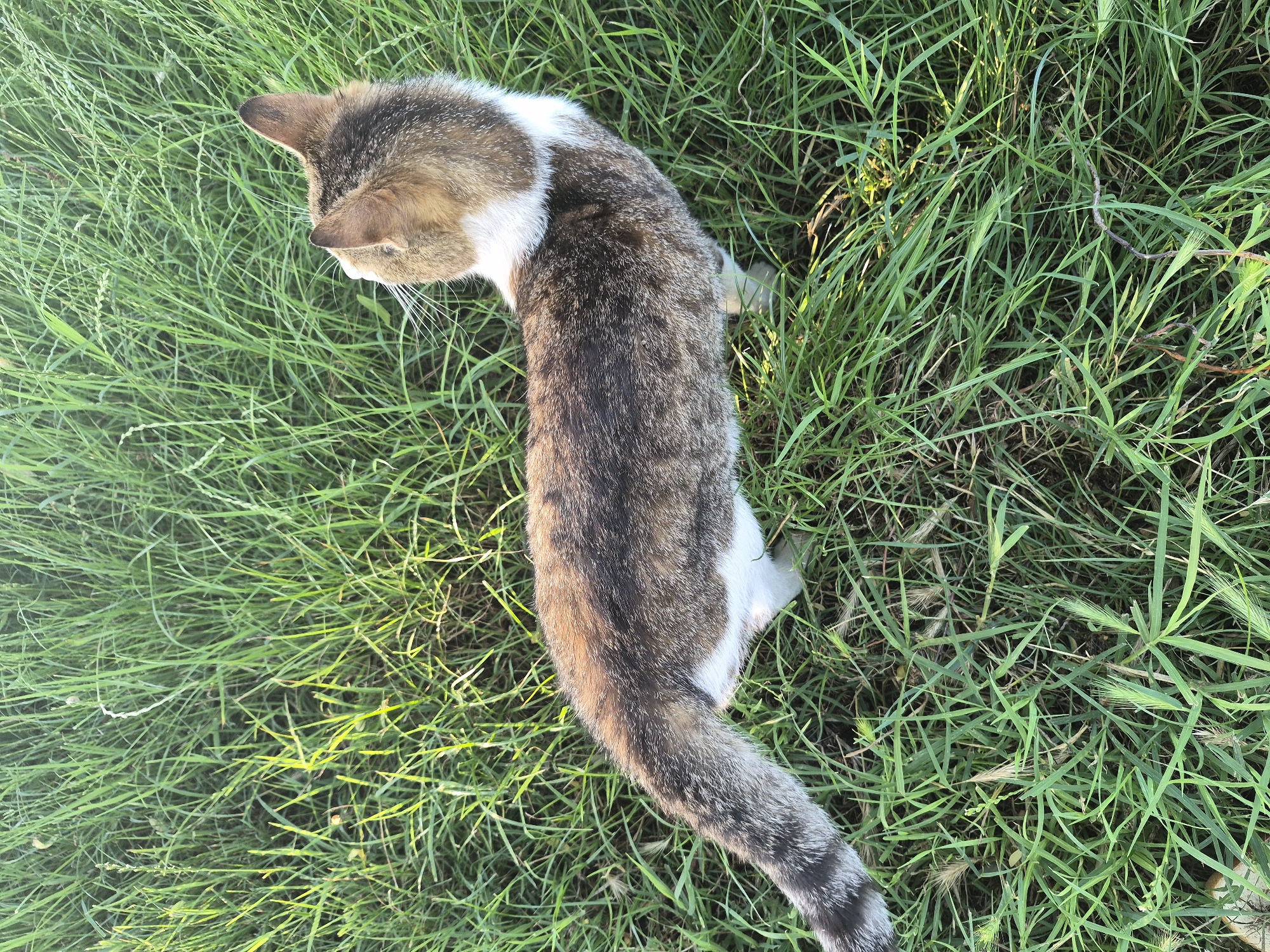 An outdoor shot from a high angle shows a calico cat with a white chest and legs standing in a patch of tall green grass. The cat is facing away from the camera, looking towards the right side of the frame. The cat has a white collar around its neck and a tail with alternating bands of black and grey. Sunlight is casting a warm glow on the grass, highlighting its texture and creating shadows. The background is filled with lush green grass, suggesting a natural or park-like setting. No people or other discernible objects are present in the image.