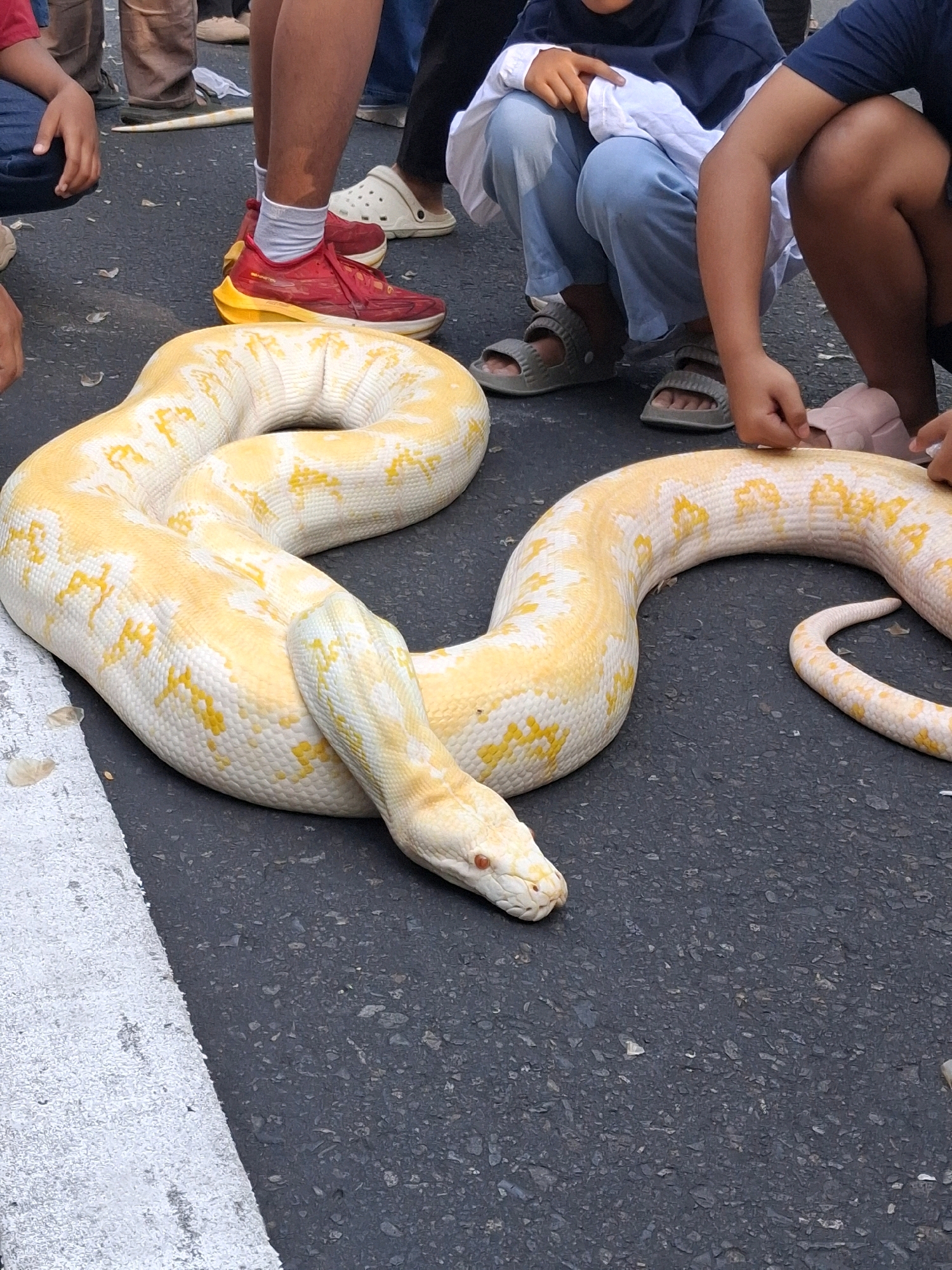 The image shows a large, albino python with yellow markings coiled on an asphalt surface. Several people are present, their legs and lower bodies visible. One person is wearing red sneakers and white socks. Another is wearing light blue pants and grey sandals. A person is partially visible in a navy blue shirt. The environment appears to be outdoors, possibly a street or public space, indicated by the asphalt and a white painted line at the bottom left of the image. The context of Surakarta, Indonesia, suggests an urban setting.