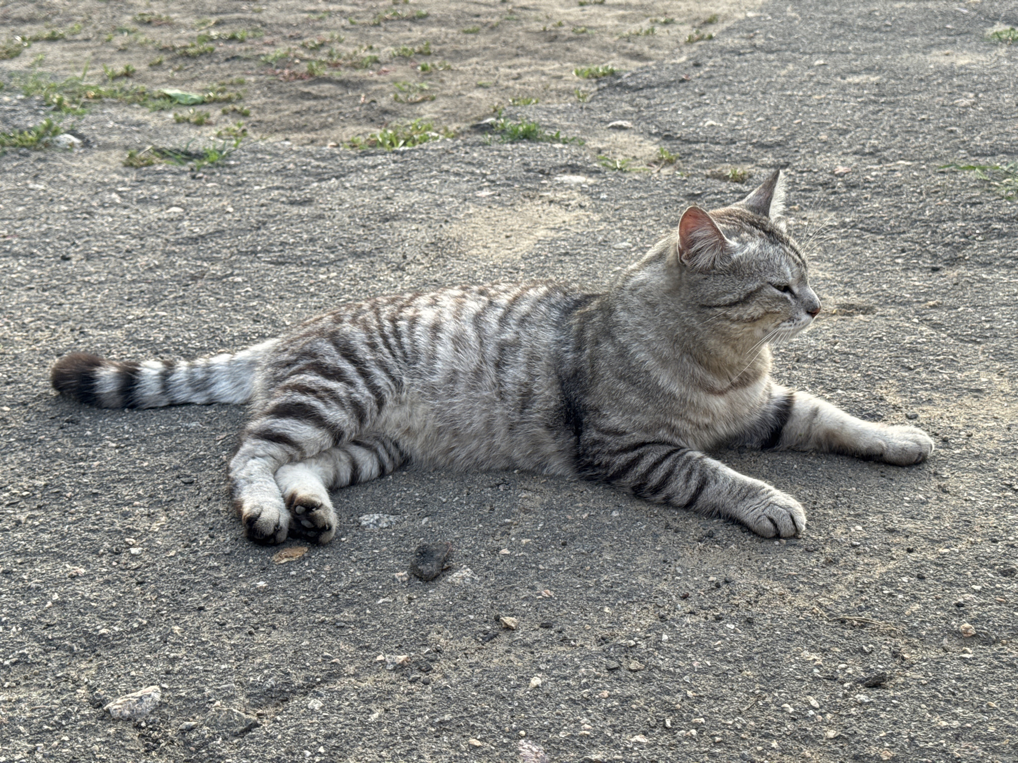 A tabby cat is lying on its side on a grey, gravelly surface with sparse patches of green grass. The cat is facing to the right, with its eyes closed and its front paws tucked underneath its body. Its tail is curled around its back and its hind legs are extended. The cat's fur is striped with shades of grey and black. The background is blurred and appears to be a natural outdoor environment.