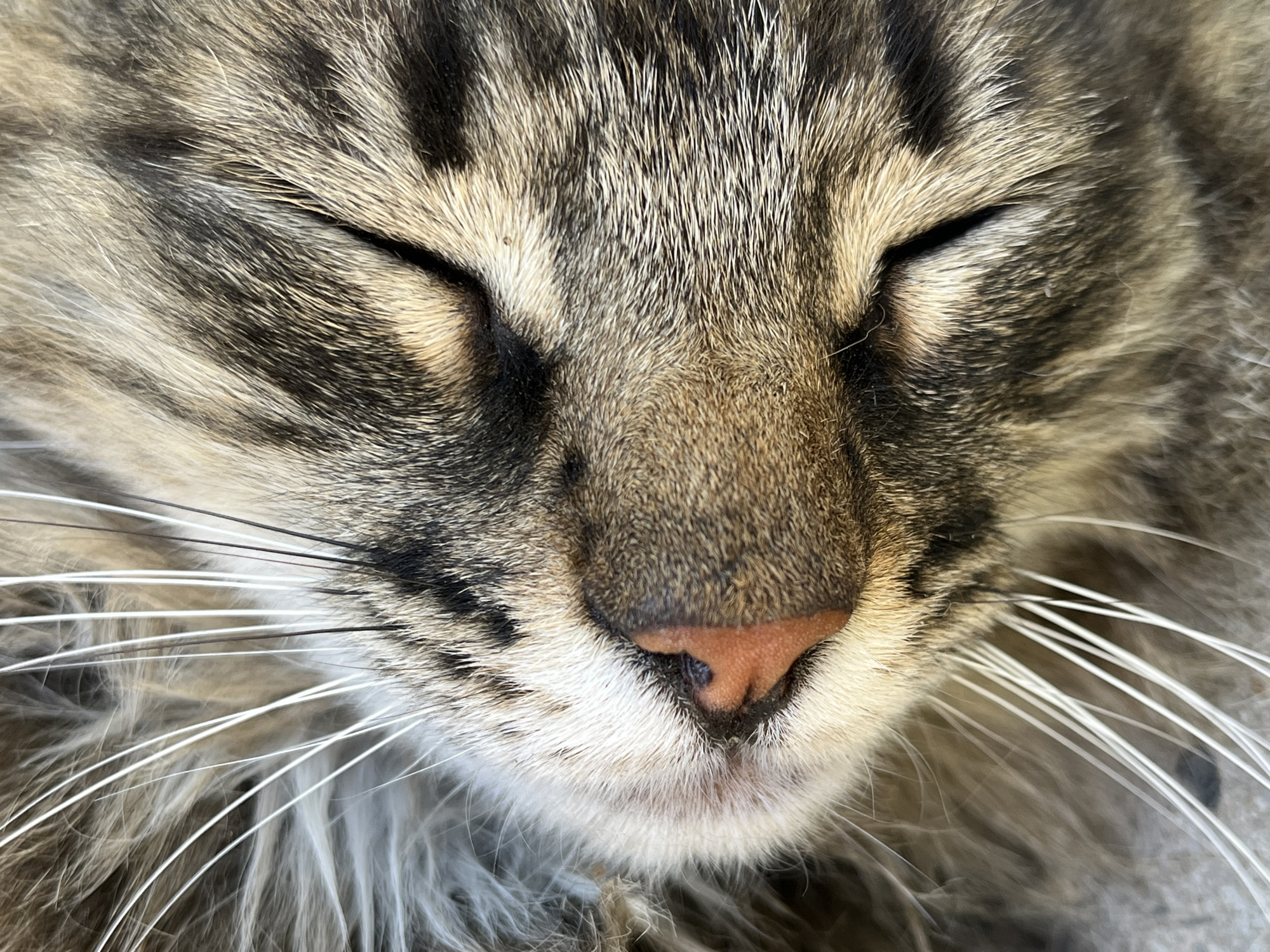 This is a close-up, high-angle shot of a tabby cat sleeping. The cat's fur is a mixture of brown, black, and white stripes. Its eyes are closed, and its pink nose is slightly damp. Long white whiskers fan out from its muzzle. The background is blurred and appears to be an outdoor surface, possibly concrete or stone. There are no people or other animals visible in the image. The scene does not provide any information that can be used to determine its location in the city of Krasnyye Barrikady, Russia.