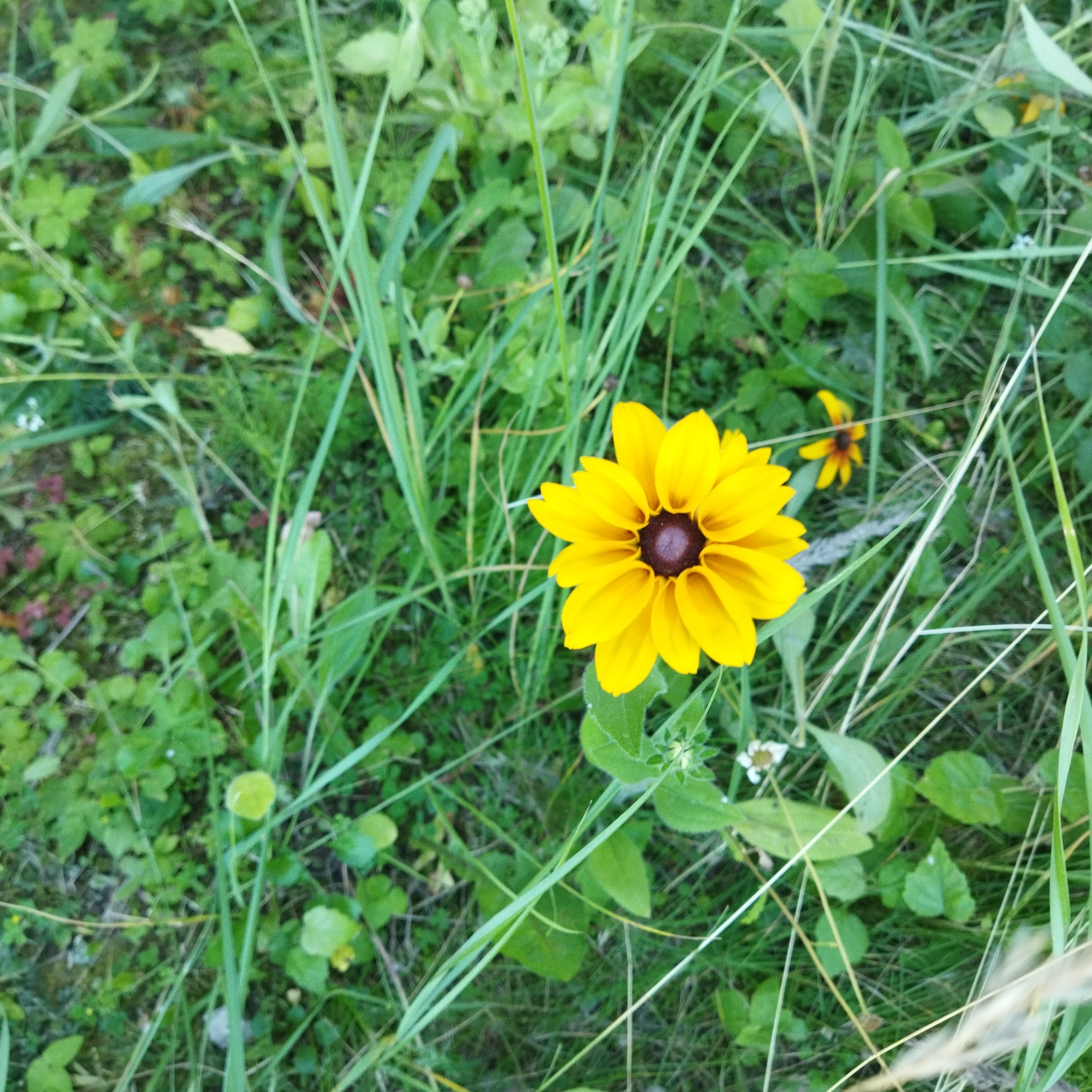 The image shows a close-up, high-angle shot of a single yellow Black-eyed Susan flower with a dark brown center, growing in a grassy area. The flower is in focus and occupies the right-center of the frame. The background is filled with out-of-focus green grass and foliage, with another blurred yellow flower visible in the upper right quadrant of the image. The lighting suggests it is daytime. There are no people or animals present. The location is described as Unknown, Unknown.