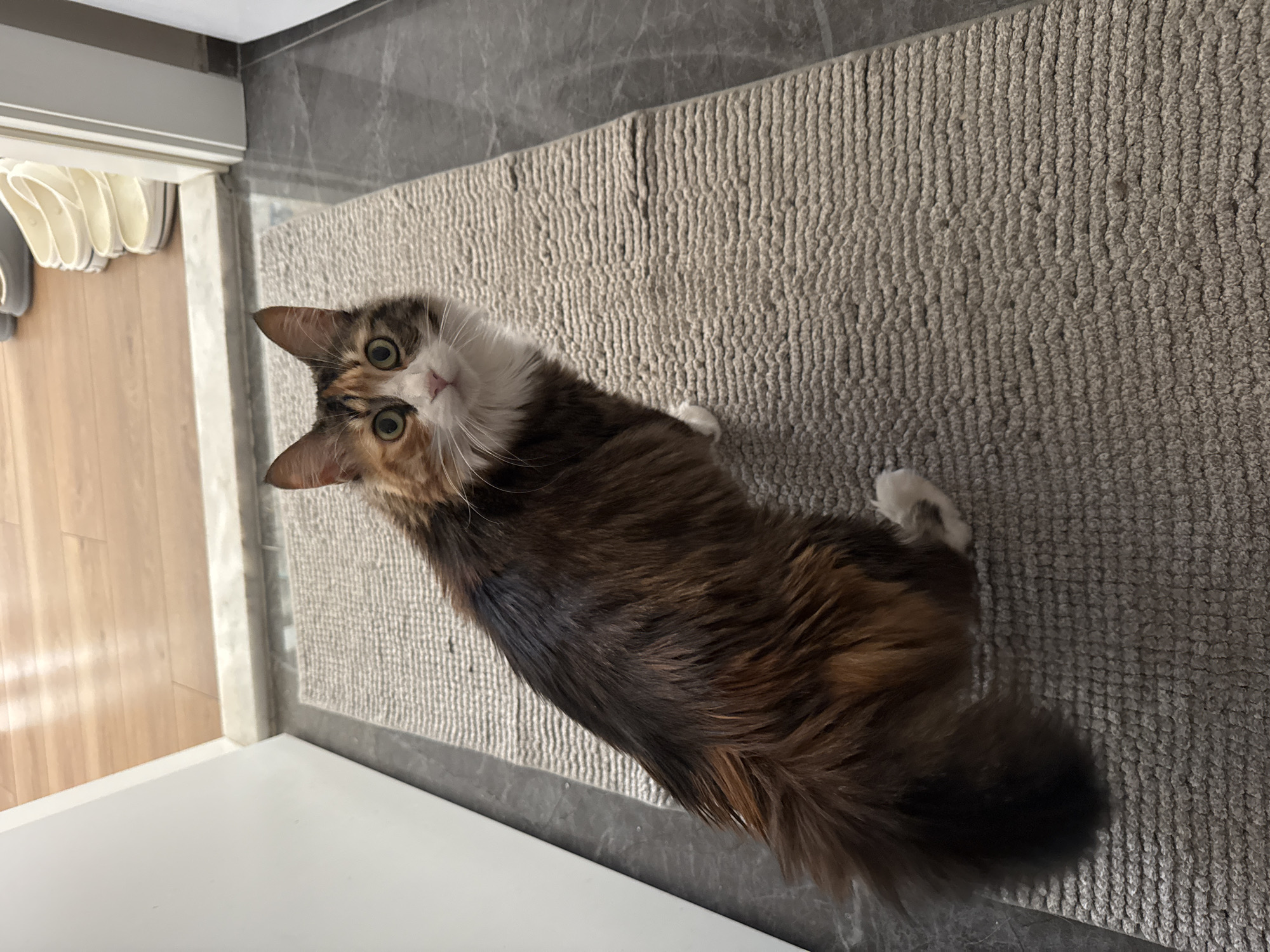 A calico cat with long, fluffy fur is sitting on a grey textured rug. The cat has patches of white, orange, and black fur. Its eyes are wide and green. The cat is facing to the right and looking towards the camera. The background shows a wooden floor and a white door. In the distance, near the doorway, a stack of white shoes is visible. The scene appears to be an indoor entryway. There is no information to suggest the location is in Çiğli, Turkey.