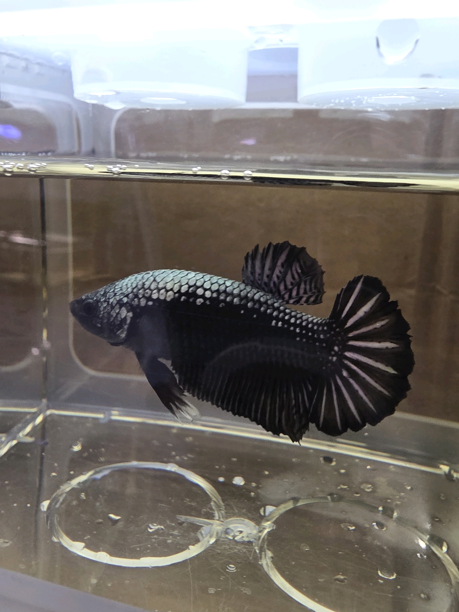 The image shows a black Betta fish with metallic scales and white fin accents in a small clear container. The container appears to be a breeding box or a small aquarium, possibly in a pet store or a home aquarium setup. The water level is high, with small bubbles visible on the surface and clinging to the sides of the container. The background is a blurred brown, likely a wall or aquarium backdrop. The fish is the primary subject, positioned horizontally, with its fins spread, showcasing its intricate patterns. There are no people or other animals visible. The scene is illuminated by overhead lighting, creating reflections on the water and the container. The location of Tanjung Pinang, Indonesia, is not directly evident from the visual information in the image.