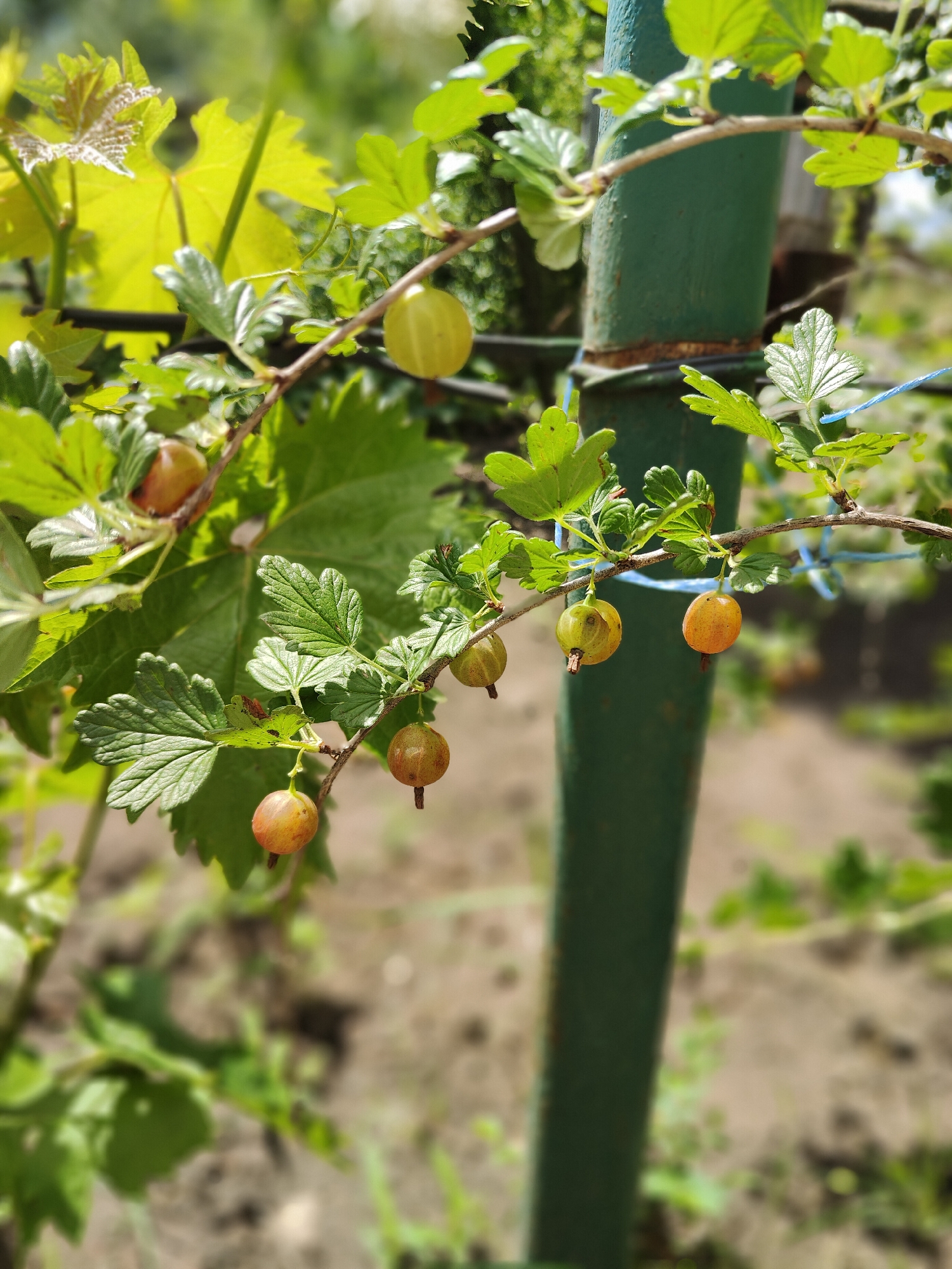 This is a close-up, eye-level, outdoor shot of gooseberries growing on a branch. The gooseberries are green and yellowish-orange, and they are hanging from a thin branch. There are also green leaves and stems visible. In the background, a blurry green pole is present, along with some brown soil and green foliage. The overall lighting suggests a sunny day. The image does not contain any people or indicate a specific location in Kryvyi Rih, Ukraine.