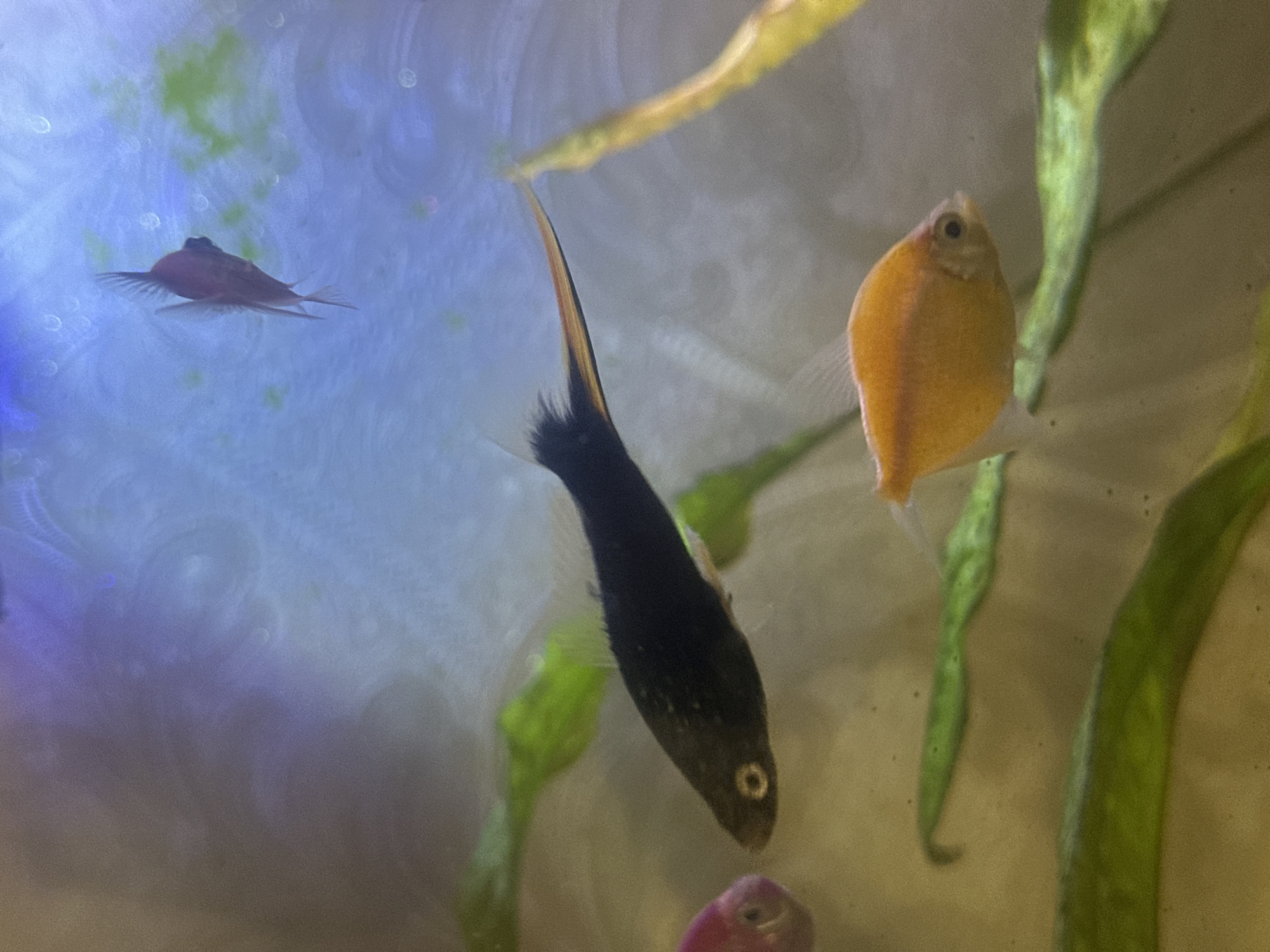 A close-up, eye-level shot captures a dimly lit aquarium with several small fish and aquatic plants. A large, black fish with a long, pointed tail fin, colored in orange and red at the tip, is swimming horizontally in the center of the frame. To its left, a small, pink fish is partially visible. Below the black fish, a bright orange fish with a rounded body swims to the right. Several blurred green aquatic plants are scattered throughout the foreground and mid-ground. In the background, a reddish-pink fish with flowing fins swims upwards, its body angled away from the viewer. The water appears slightly murky, with soft lighting creating a hazy effect, and some small bubbles or particles are visible throughout the scene. The location is the city of Unknown, Unknown.