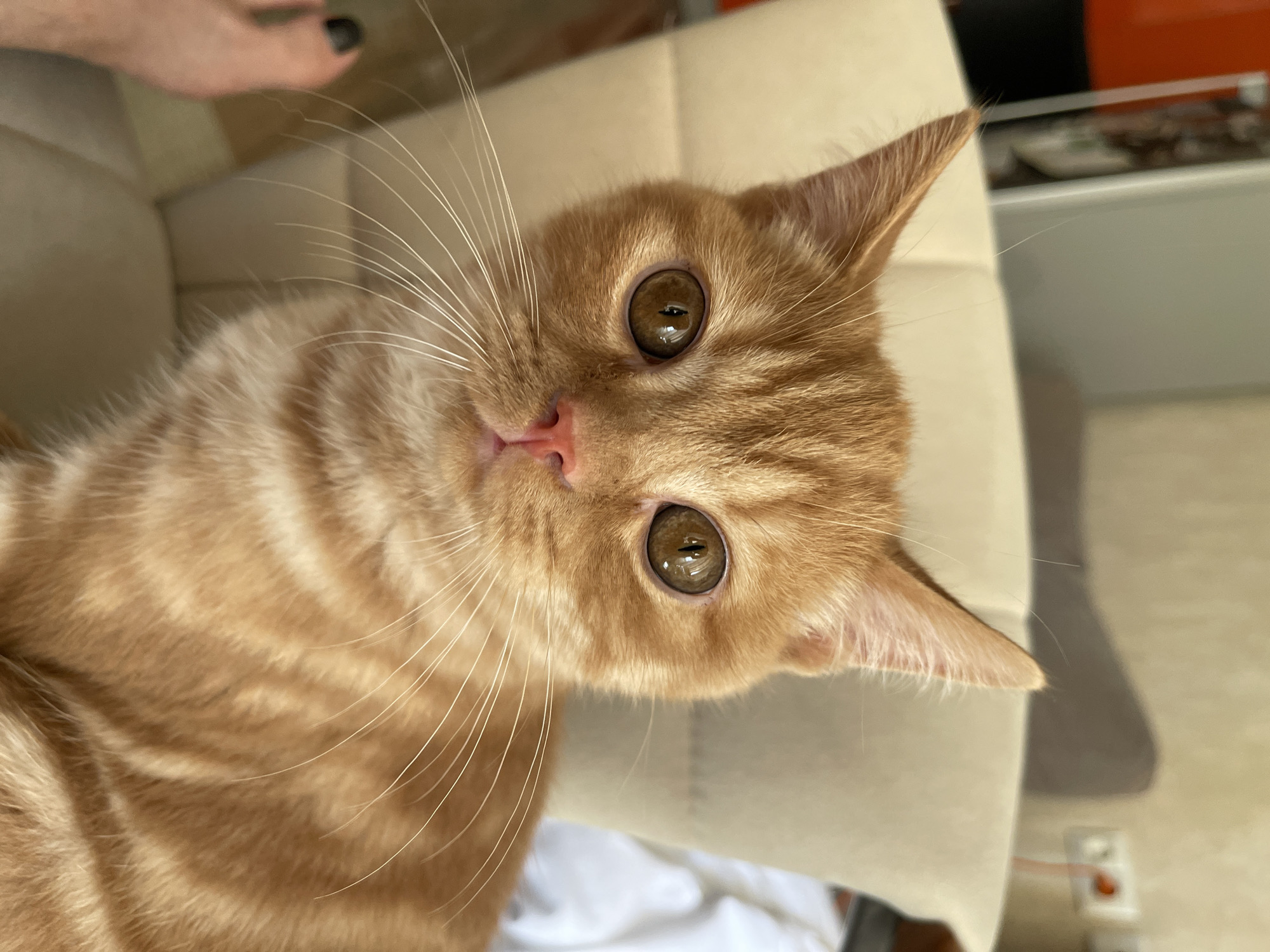 An orange tabby cat with large, amber eyes and white whiskers is the primary subject of this close-up, eye-level shot. The cat is looking directly at the camera, with its head tilted slightly to the left. Its fur exhibits distinct tabby markings in shades of orange and cream.
The cat is positioned on a light-colored, upholstered chair, likely in a domestic setting. In the background, a wall with electrical outlets and a dimly lit orange object are visible. To the left of the cat, a human foot with dark nail polish is partially visible, suggesting the presence of a person.
The scene appears to be set indoors, in an urban environment. The lighting is soft and natural, casting gentle shadows. The overall mood is one of quiet observation. The location is identified as Kommunarka, Russia, suggesting this image was taken within that area.