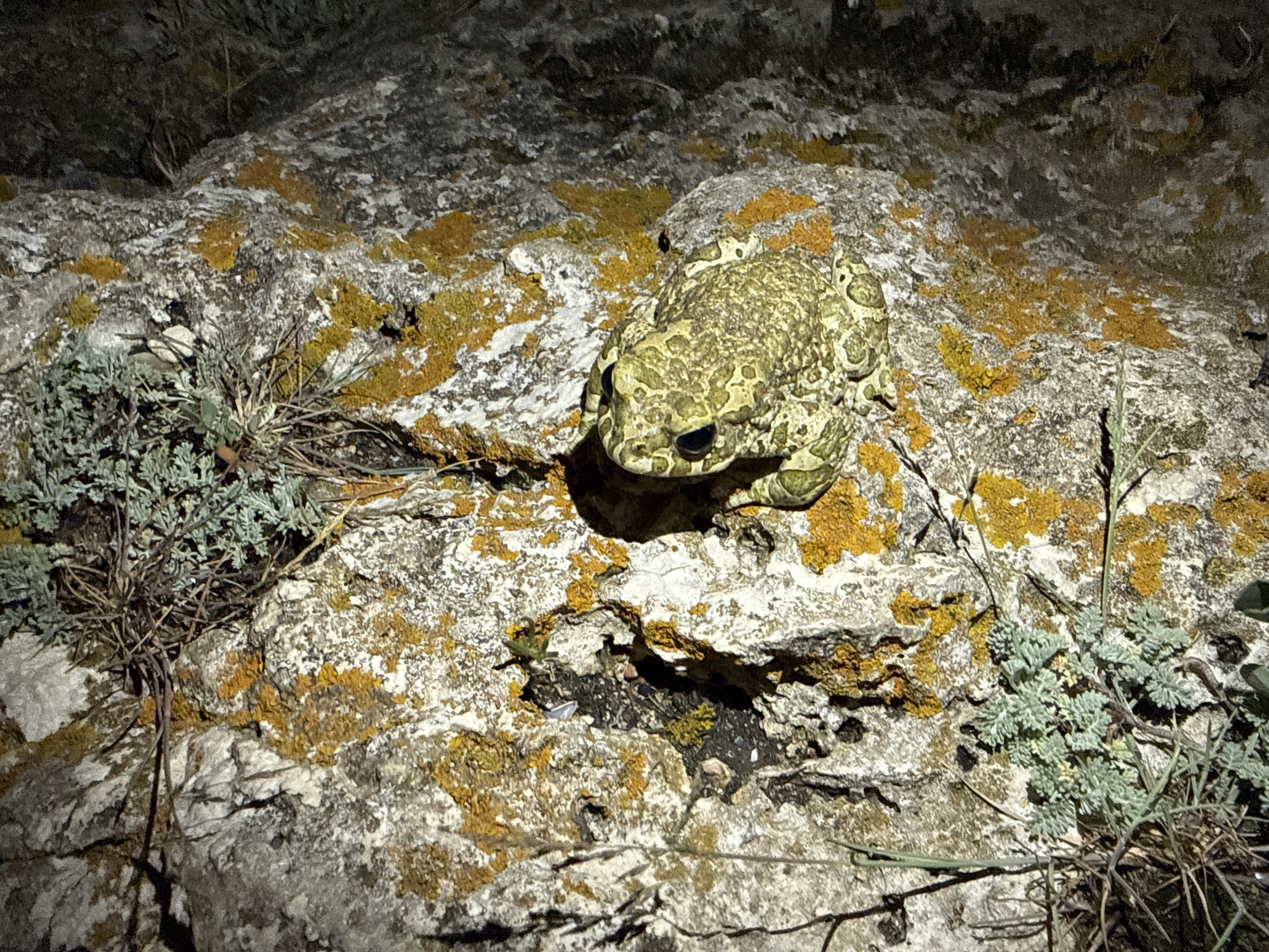 A pale green and yellow toad with dark eyes is resting on a rough, light-colored rock surface. The rock is partially covered with patches of yellow-orange lichen. Sparse, dry vegetation and some green, leafy plants are growing among the rocks. The background consists of a dark, rocky texture. The scene appears to be an outdoor environment, possibly in the vicinity of Tyulenovo, Bulgaria.
