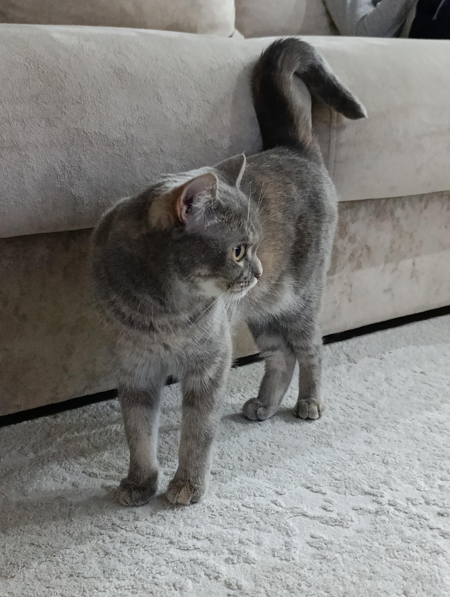 A gray cat stands on a light-colored carpet in front of a beige sofa. The cat is looking to the right, its tail is curved upwards. A person's arm is visible on the sofa in the background. The location is likely Chaikovsky, Russia.
