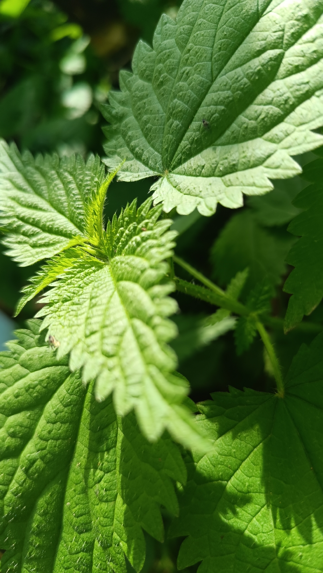 This is a close-up, macro photograph of nettle leaves, with a shallow depth of field. The leaves are a vibrant green, with visible veins and serrated edges. Some leaves are in sharp focus, while others are softly blurred. Sunlight creates dappled shadows across the foliage. The image has a natural, outdoor feel. There are no people or man-made structures visible. The location is not specified to be in the city of Karsha, Russia, or any other city.