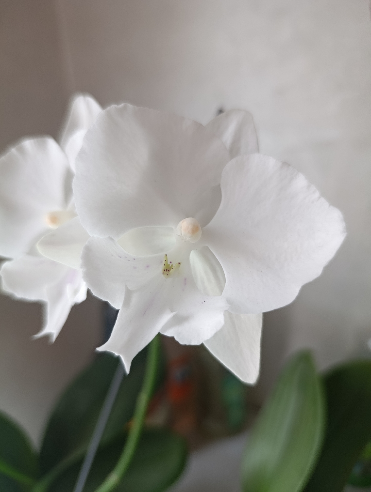 The image shows a close-up of two white orchid flowers. The larger orchid in the foreground has delicate petals with subtle purple speckles. The background is softly blurred, with hints of green leaves and what appears to be a colorful object in the distance. The lighting is soft, highlighting the textures of the petals. There is no indication of a location in Іргелі ауылдық округі, Kazakhstan, or any people or actions. The scene is a still life of flowers.