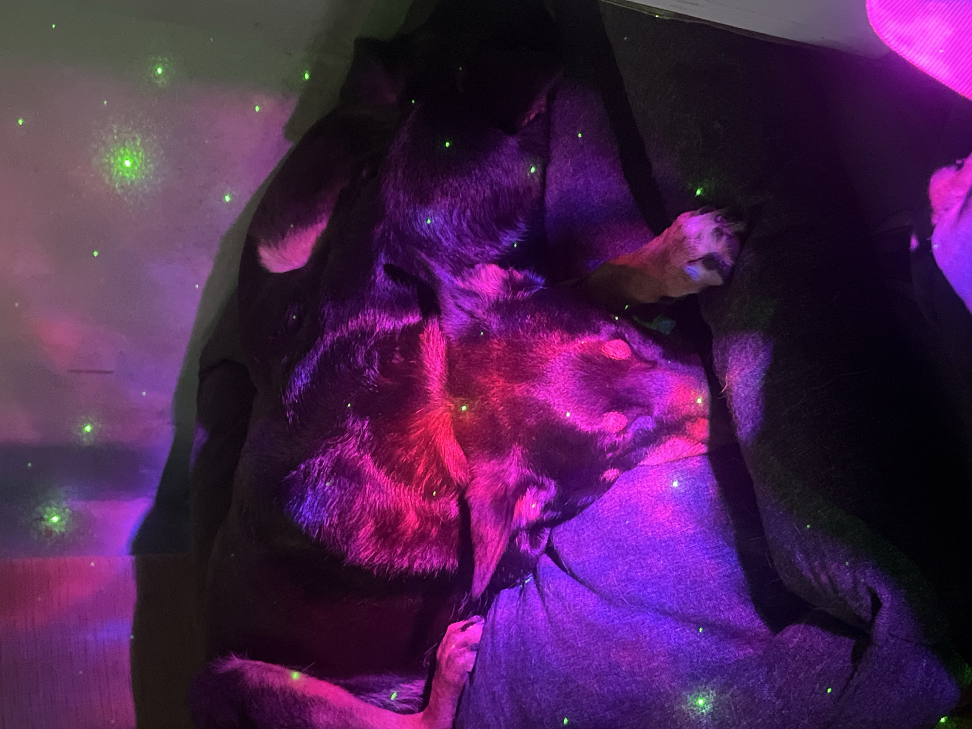 A dark-furred dog lies curled up on a textured surface, possibly fabric, under heavy artificial lighting. The lighting scheme is predominantly pink, red, and purple, with small green dots projected onto the dog, the surface it's lying on, and the surrounding walls. The background is undefined but appears to be within an enclosed space, given the presence of walls. There is no information to infer that this scene is located in Nizhny Tagil, Russia.