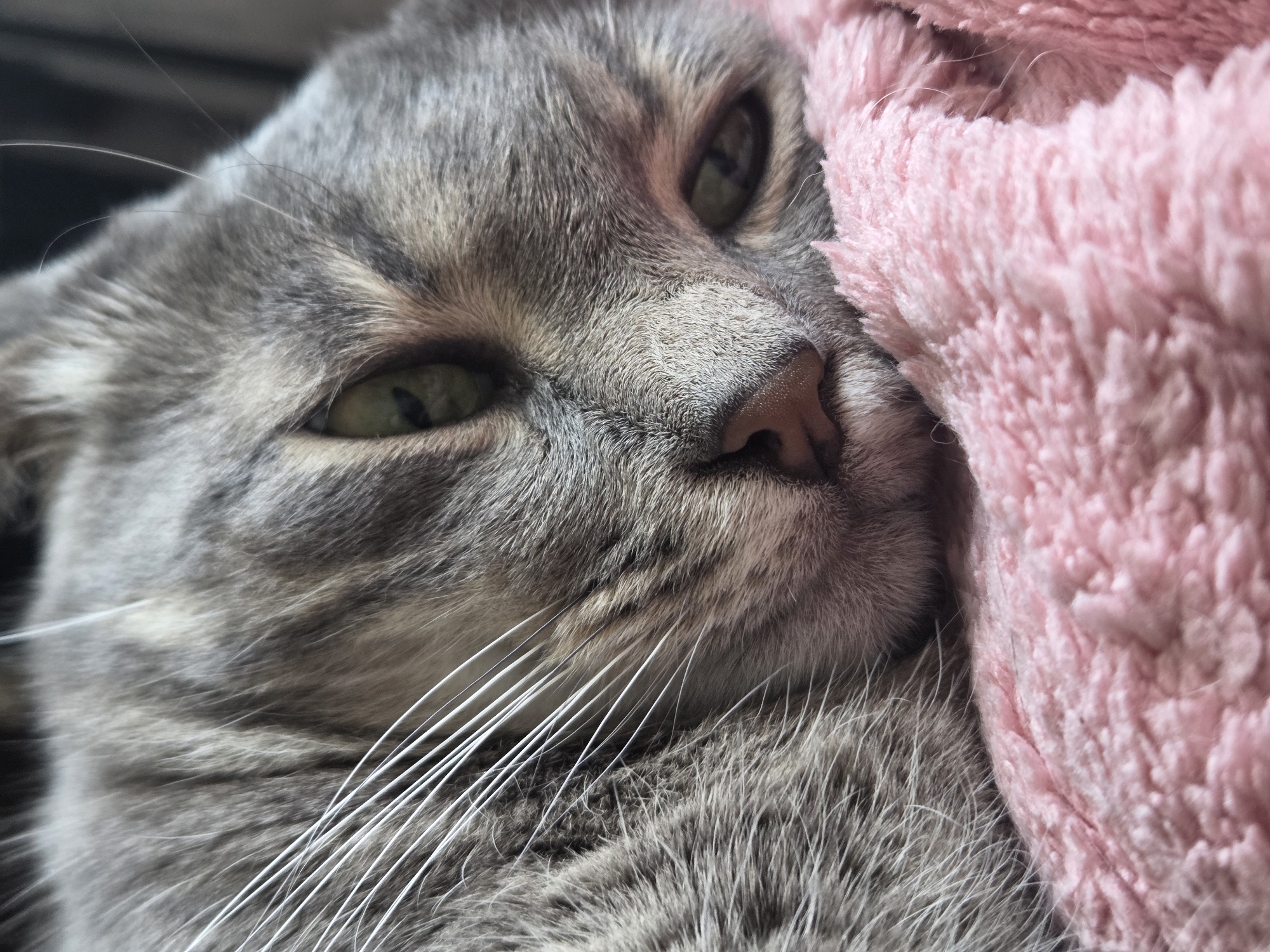 A close-up, shallow-depth-of-field, indoor photograph depicts a gray tabby cat resting on a soft, pink blanket. The cat's face is partially visible, with its right eye closed and its left eye partially open, revealing a green iris. Its nose is dark pink. The cat's fur is gray with darker tabby markings. The image does not contain any information that would allow for the identification of a specific location in Minsk, Belarus, or any other city.