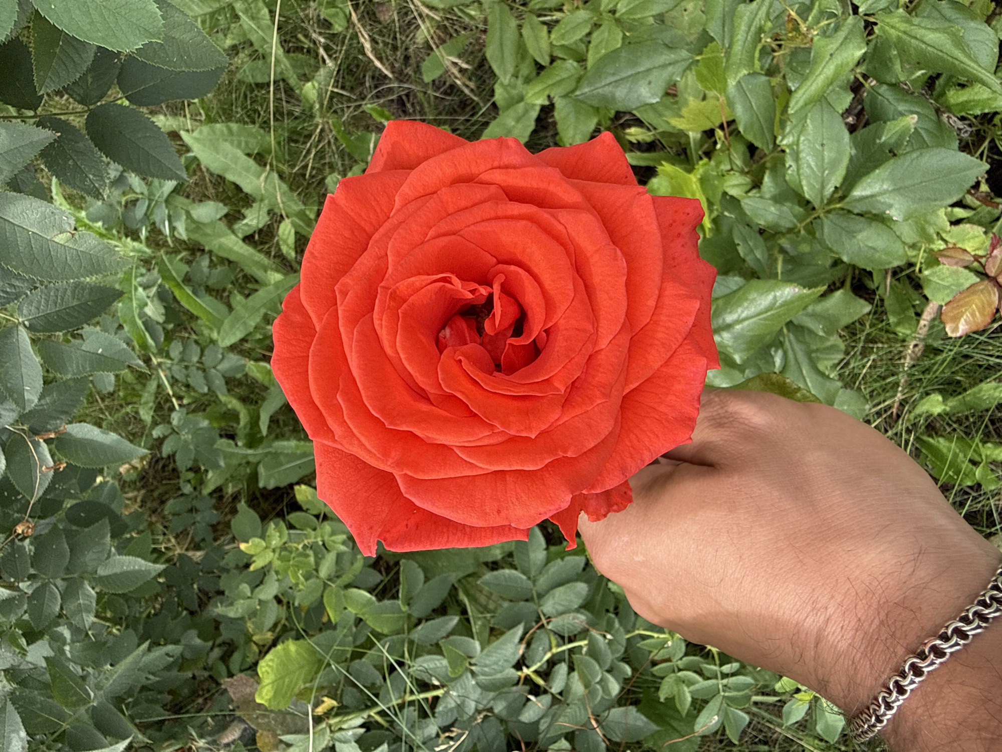 A close-up, overhead shot shows a person's hand holding a vibrant red rose. The rose, with its tightly coiled petals, occupies the center of the frame. The hand, adorned with a silver chain bracelet, is positioned on the lower left, supporting the stem of the rose. The background is a blur of green foliage, suggesting an outdoor setting, possibly a garden. The lighting is natural and diffused, indicating an overcast day or shaded area. The image captures a moment of appreciating nature's beauty. The location is not specified.