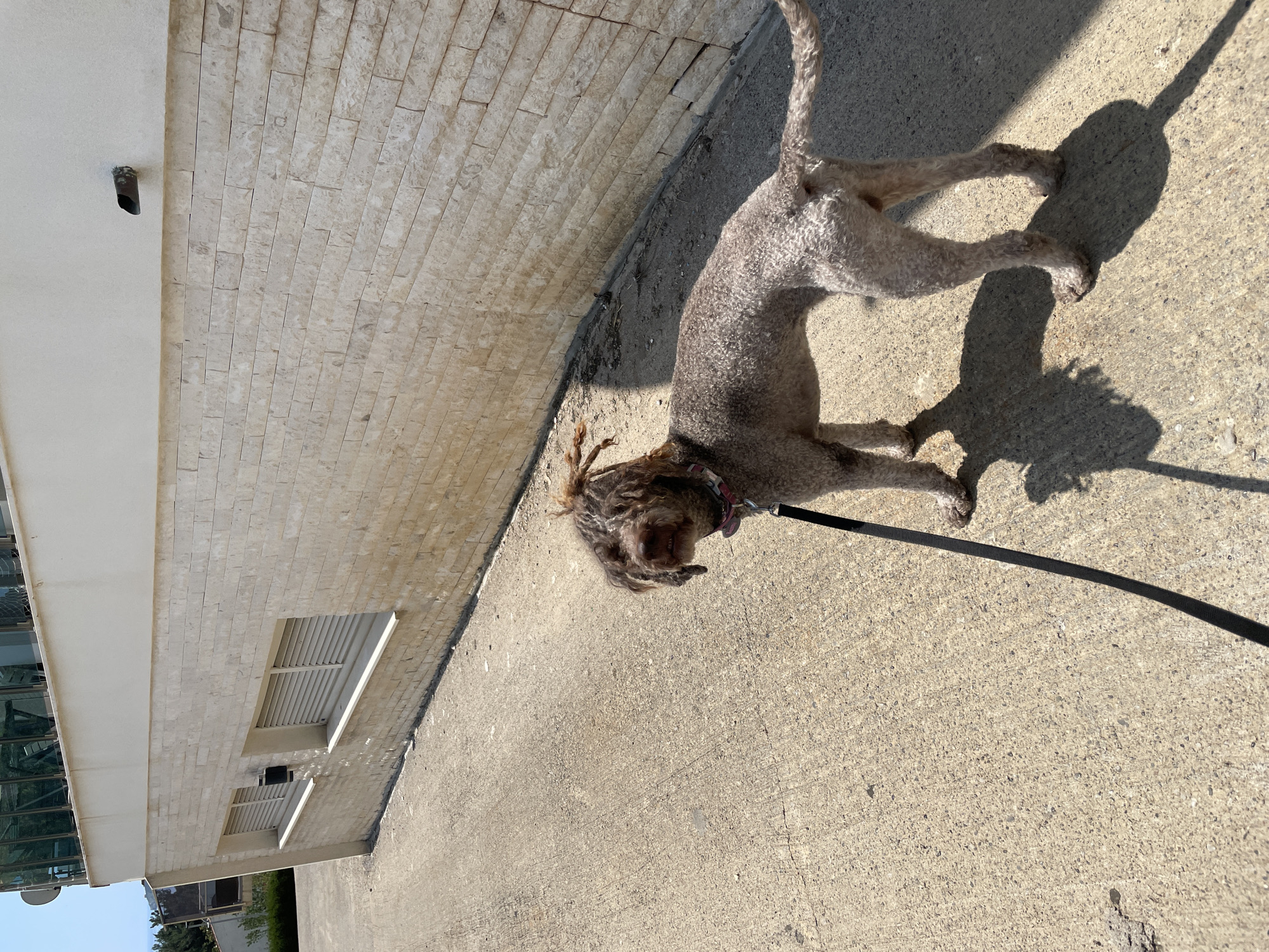 A brown, medium-sized Lagotto Romagnolo dog is standing on a concrete sidewalk in Boreti, Montenegro. The dog is wearing a collar and is attached to a black leash. The sidewalk is adjacent to a building with a facade of light-colored stone tiles and louvered windows. The scene is illuminated by bright sunlight, casting a shadow of the dog on the sidewalk. Other buildings and trees are visible in the background.