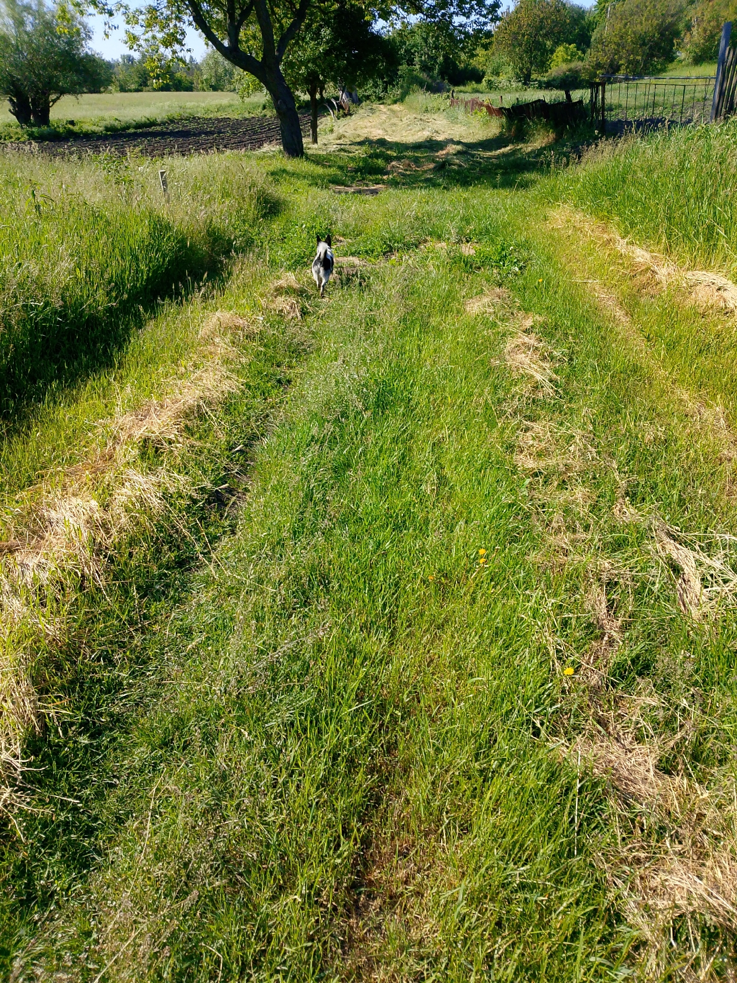 The image captures a bright, sunny day in a rural setting, focusing on a grassy track winding through open land. A small, short-haired dog, predominantly black and white with a black patch on its back and head, is the central subject, walking away from the camera down the path.
The path itself is a prominent feature, appearing as two parallel lines of shorter, somewhat drier grass, suggesting vehicle tracks or a well-trodden route. These tracks are flanked by taller, vibrant green grass on both sides, which gradually transitions into more wild, unkempt foliage. In the immediate foreground and extending into the midground, the grass is a mix of lush green and patches of dry, yellowed stalks, some forming distinct lines along the path. A few small yellow flowers, likely dandelions, are visible in the foreground grass.
In the midground and background, the landscape unfolds with various natural elements. To the left, a large, mature tree with a broad trunk and green leaves stands next to a field that appears recently tilled, showing dark brown earth. Further into the distance on the left, another grassy field is visible under a clear sky. To the right of the path, more trees with full green canopies cast dappled shadows, suggesting a wooded edge or grove. A metal fence or gate structure is partially visible further back on the right, hinting at a boundary or entrance to another area.
The overall impression is one of tranquility and natural beauty. The sunlight is bright, creating clear shadows and highlighting the varying textures and colors of the grass and foliage. There is no visible text in the image.