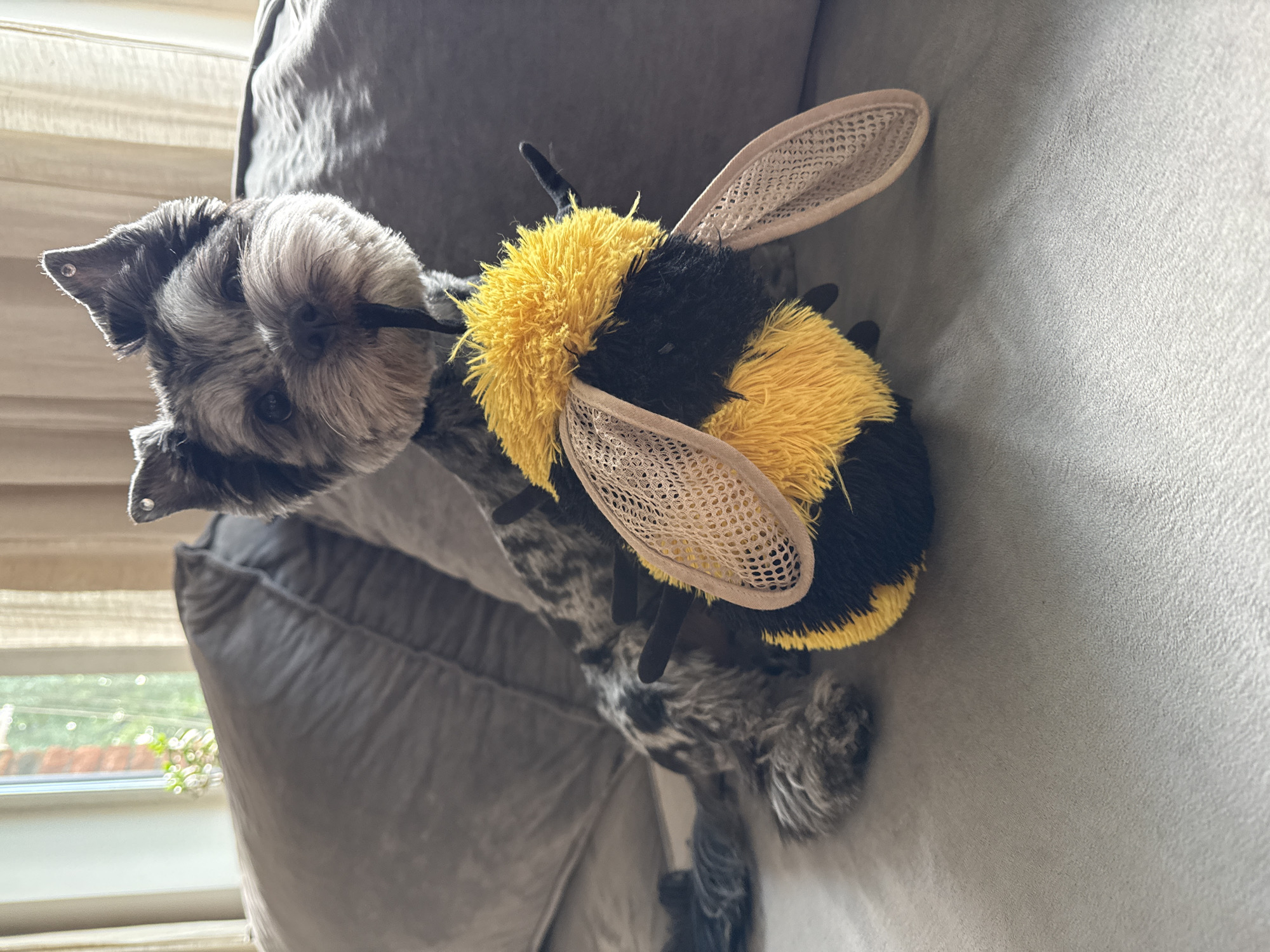 A small, grey and black dog with a shaggy coat is sitting on a grey couch, holding a bee-shaped plush toy in its mouth. The dog's ears are pointed and it has dark eyes. The bee toy has yellow and black stripes and mesh wings. Behind the dog, a window with sheer curtains is visible, and a hint of greenery can be seen outside. The overall scene is indoors, on a comfortable piece of furniture, suggesting a domestic setting. The dog appears to be relaxed and playful with its toy.