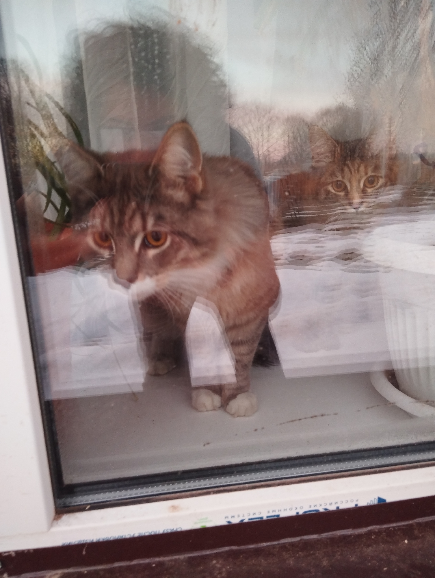 Two cats are visible behind a window in what appears to be a residential setting. The cat in the foreground, reddish-brown and white, stands on the windowsill and looks slightly down and to the left. A second cat is outside, peering in, with tabby markings and visible eyes. Snow covers the ground outside, and blurred trees are visible. Indoor plants sit on the windowsill alongside the cats. The lower edge of the window frame is visible, with the words "РОССИЙСКИЕ ОКОННЫЕ СИСТЕМЫ" inscribed, suggesting that the window's manufacturer is a Russian company. The location is identified as Grishanki, Russia.